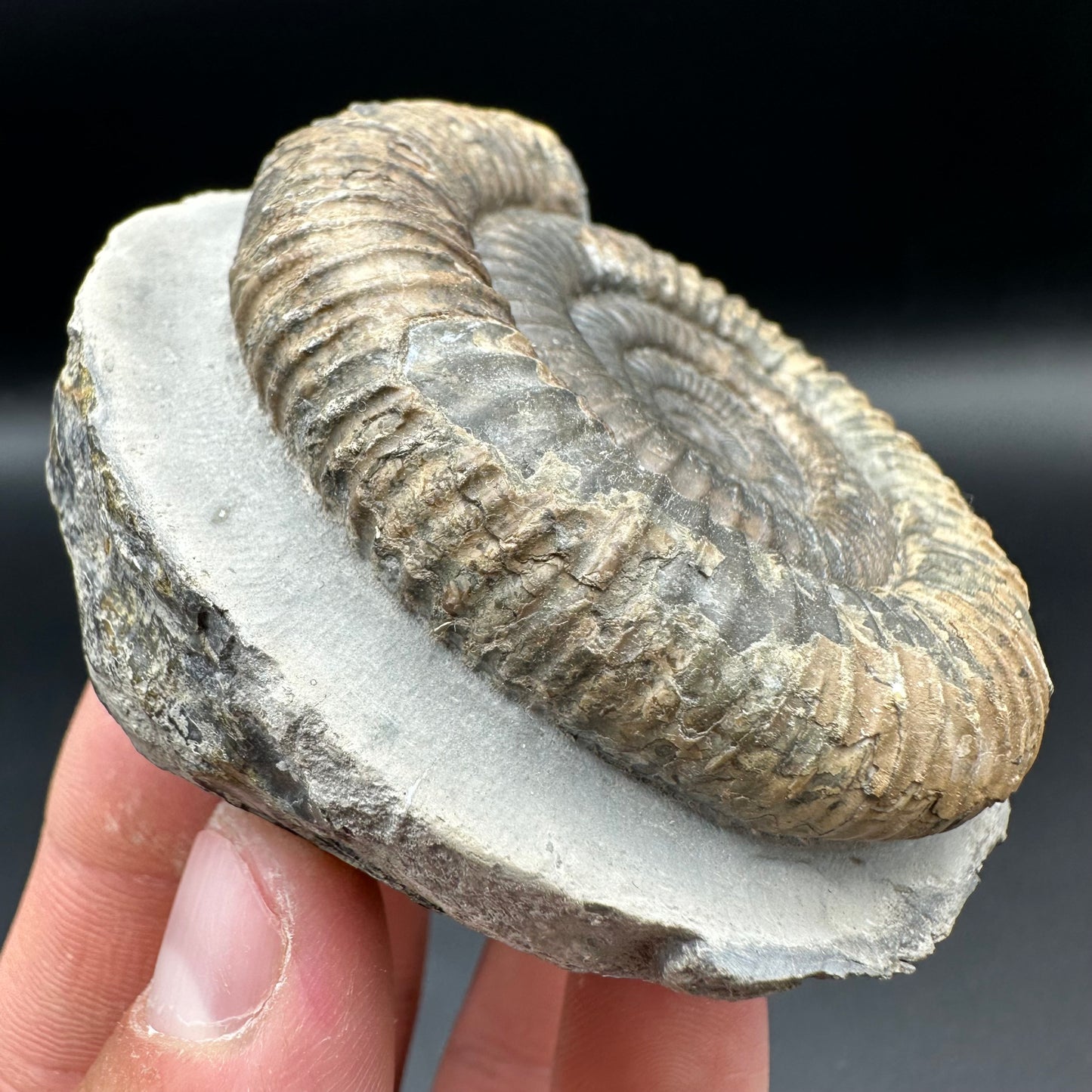 Dactylioceras Ammonite Fossil With Box And Stand - Whitby, North Yorkshire Jurassic Coast Yorkshire Fossils