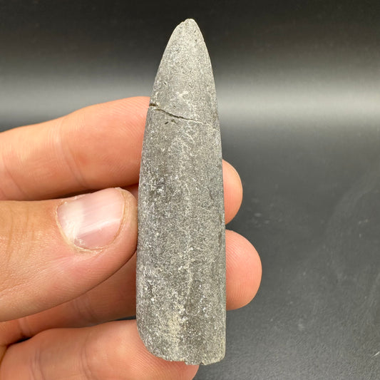 Belemnite (Fossil Squid) shell fossil - Whitby, North Yorkshire Jurassic Coast Yorkshire Fossils