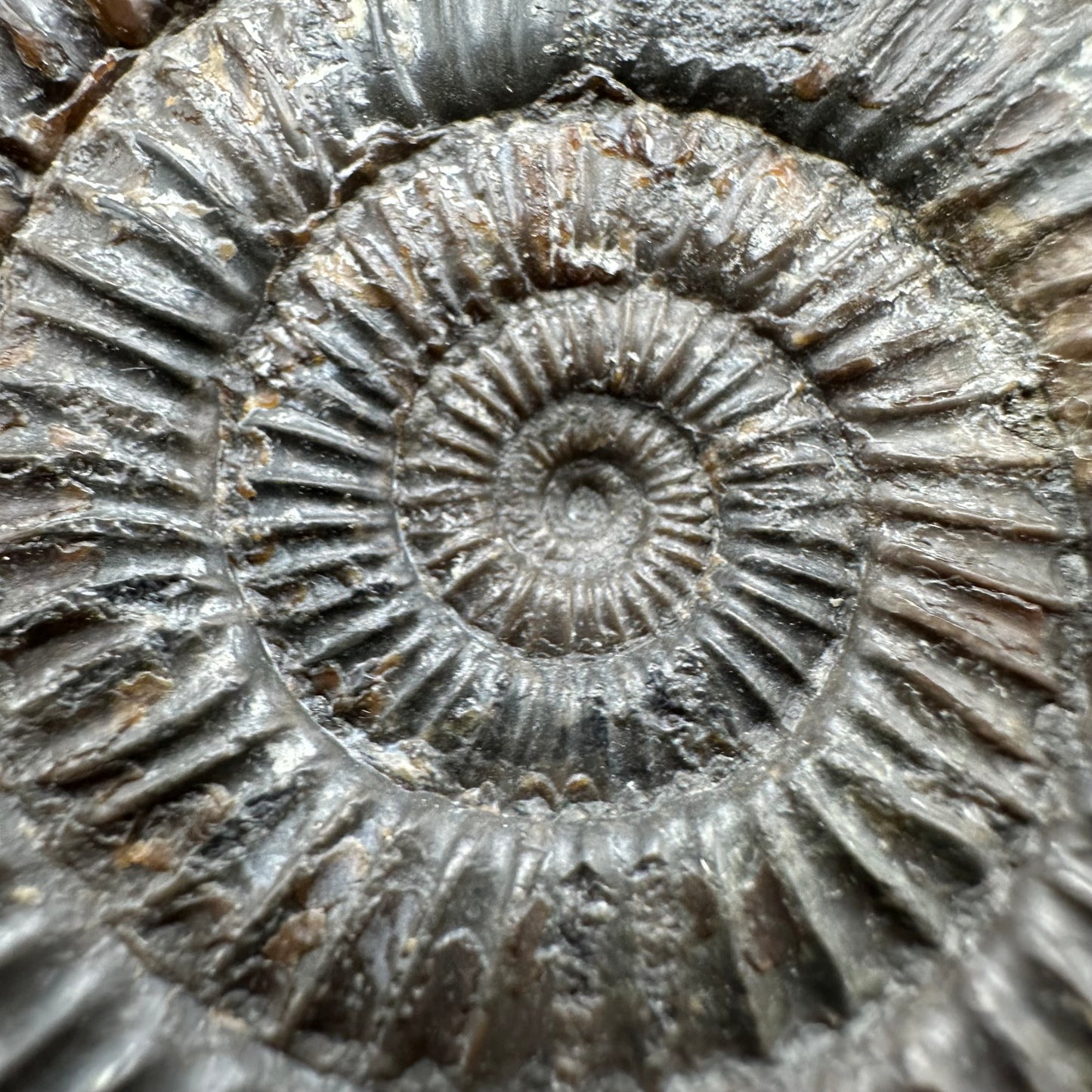Dactylioceras Ammonite Fossil With Box And Stand - Whitby, North Yorkshire Jurassic Coast Yorkshire Fossils