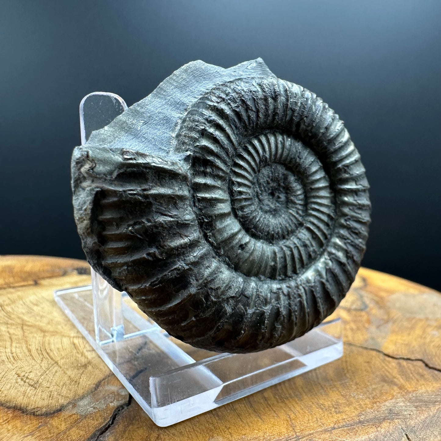 Dactylioceras Ammonite Fossil With box and Stand - Whitby, North Yorkshire Jurassic Coast Yorkshire Fossils