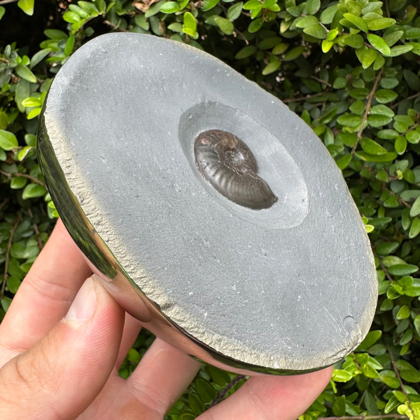 Golden Egg (GENUINE) Ammonite Fossil With Stand - Whitby, North Yorkshire Jurassic Coast Yorkshire Fossils