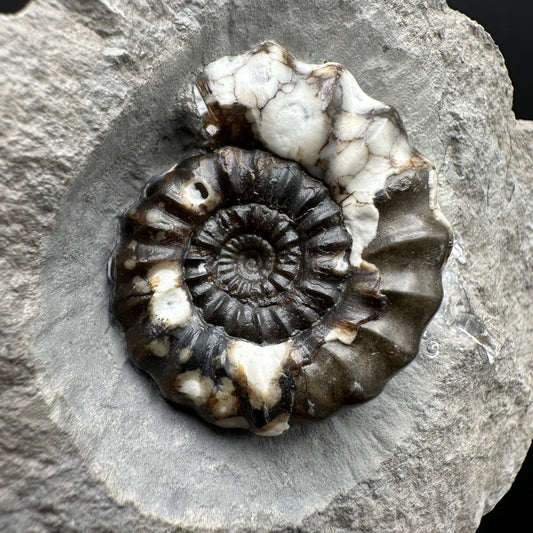 Androgynoceras maculatum ammonite fossil with stand - Whitby, North Yorkshire Jurassic Coast Yorkshire Fossils