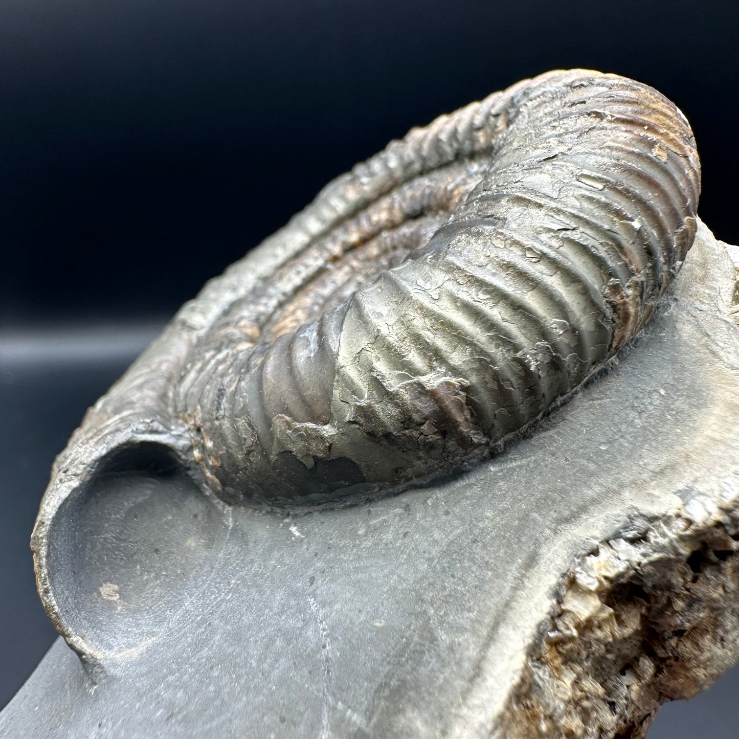 Dactylioceras Ammonite Fossil With Stand - Whitby, North Yorkshire Jurassic Coast Yorkshire Fossils