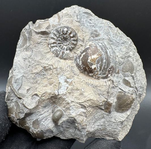 Amaltheus subnodosus Ammonite fossil with box and stand - Whitby, North Yorkshire Jurassic Coast Yorkshire Fossils