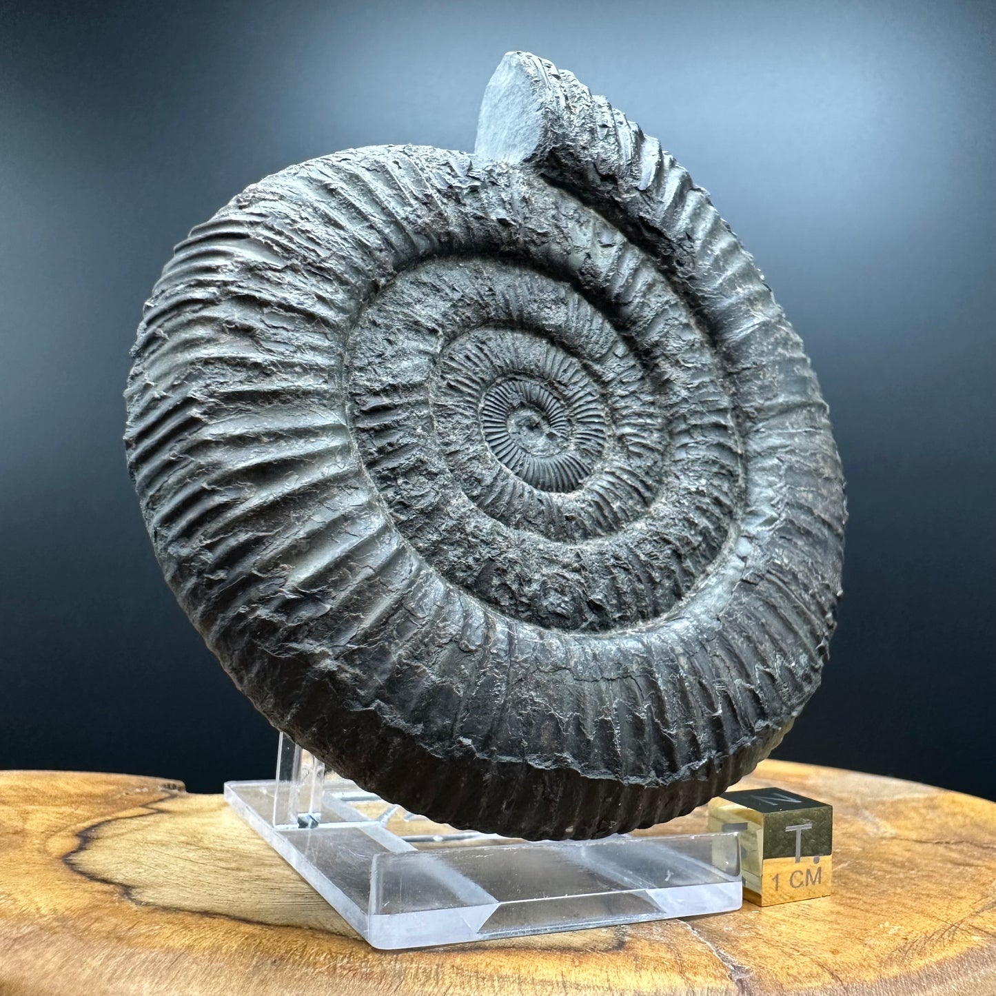 Dactylioceras Ammonite Fossil With box and Stand - Whitby, North Yorkshire Jurassic Coast Yorkshire Fossils