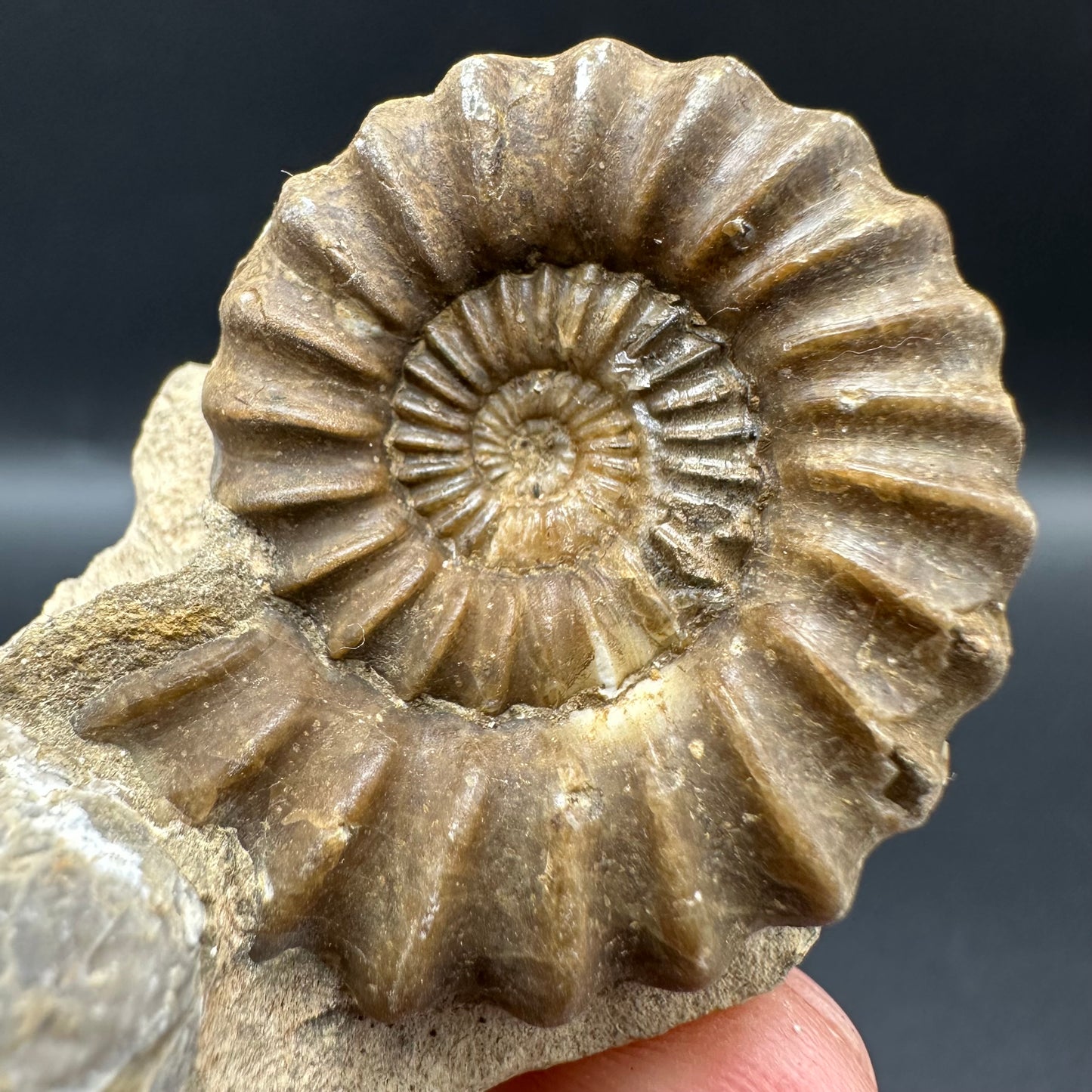 Androgynoceras capricornus Ammonite fossil with box and stand - Whitby, North Yorkshire Jurassic Coast Yorkshire Fossils