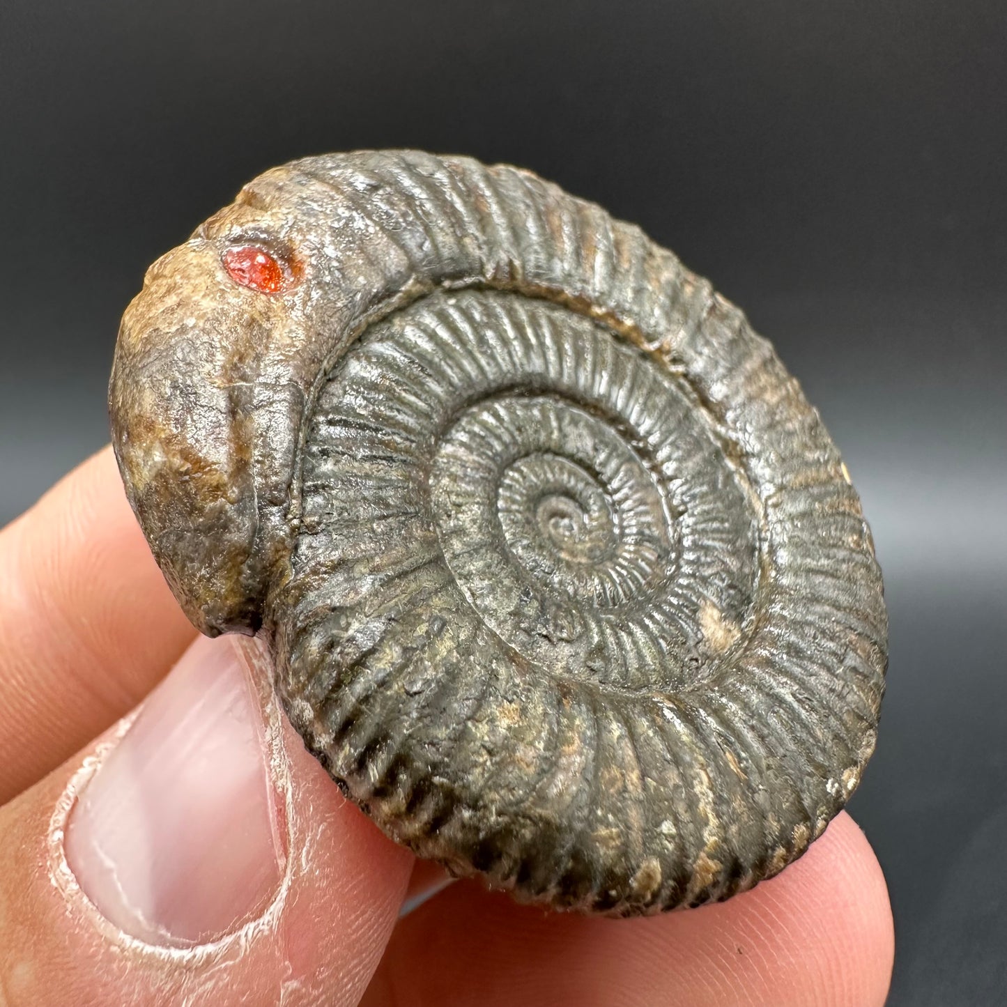Snakestone Ammonite Fossil With Bag/Box And Stand - Whitby, North Yorkshire Jurassic Coast Yorkshire Fossils