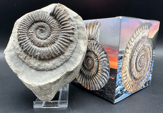 Peronoceras fibulatum ammonite fossil with box and stand - Whitby, North Yorkshire Jurassic Coast Yorkshire Fossils