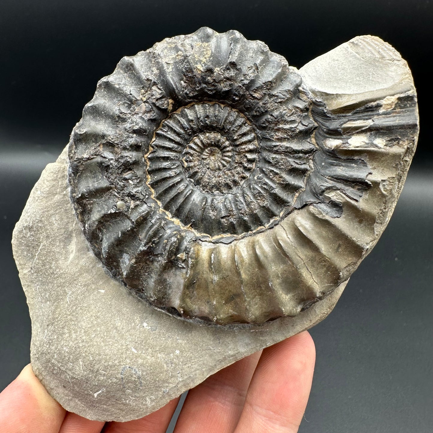 Pleuroceras paucicostatum ammonite fossil with box and stand - Whitby, North Yorkshire Jurassic Coast Yorkshire Fossils