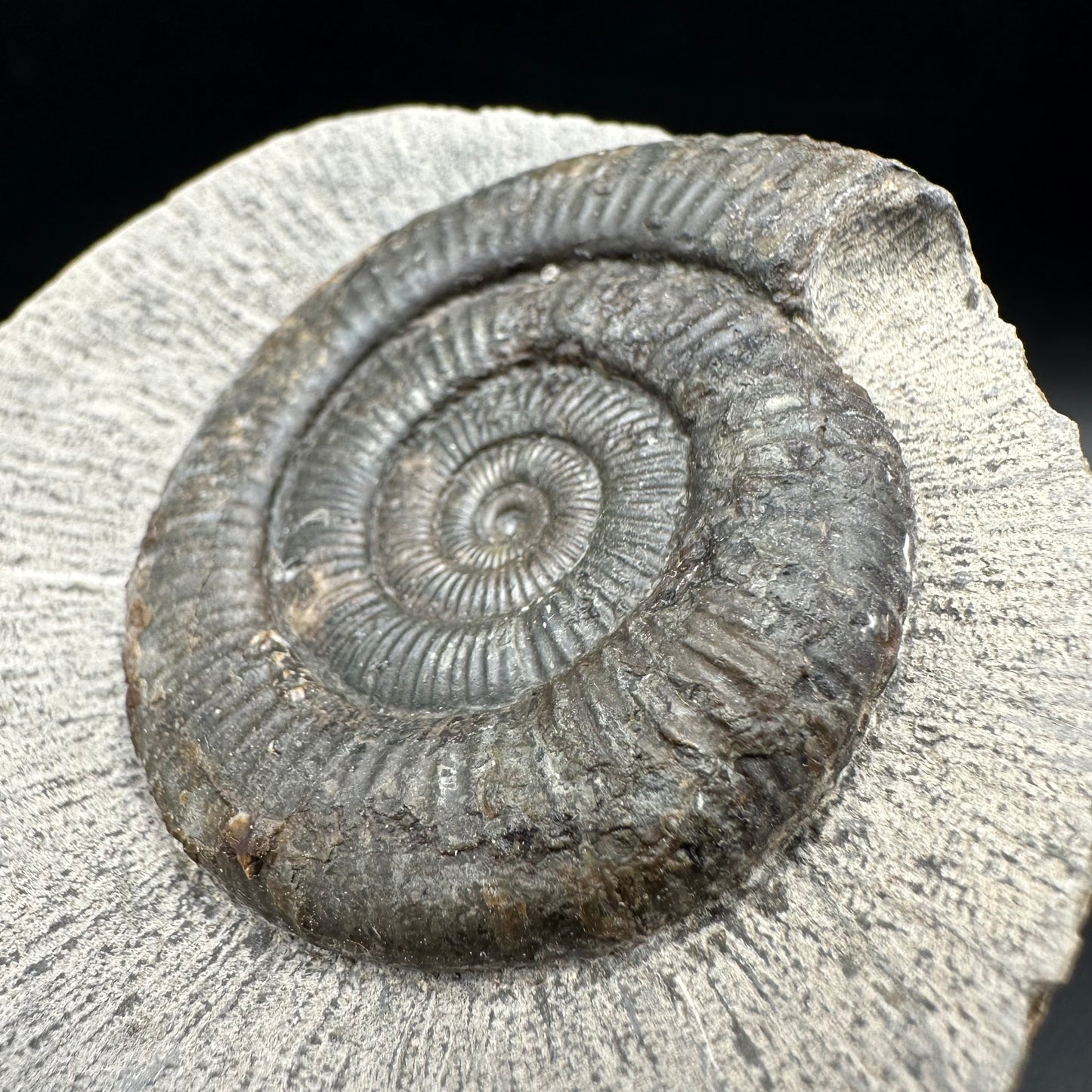 Dactylioceras Ammonite Fossil With Box And Stand - Whitby, North Yorkshire Jurassic Coast Yorkshire Fossils