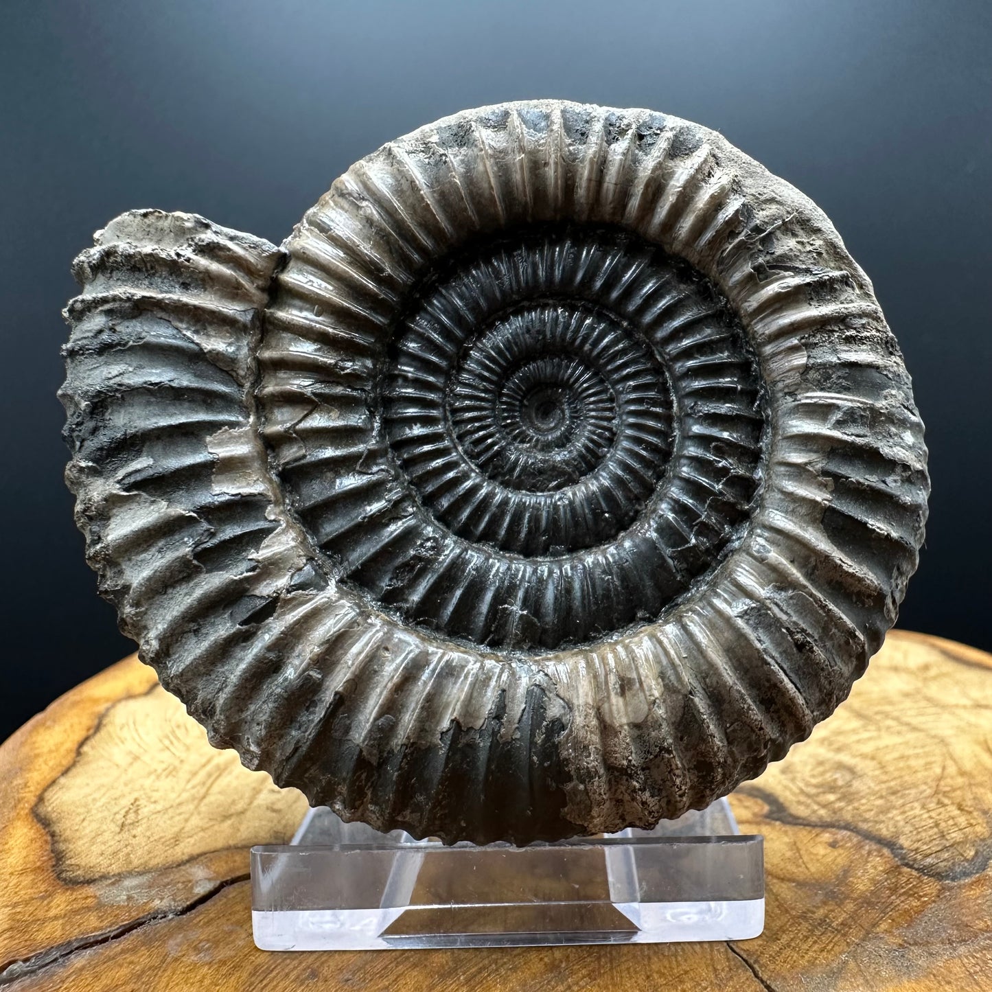Dactylioceras Ammonite Fossil With box and Stand - Whitby, North Yorkshire Jurassic Coast Yorkshire Fossils