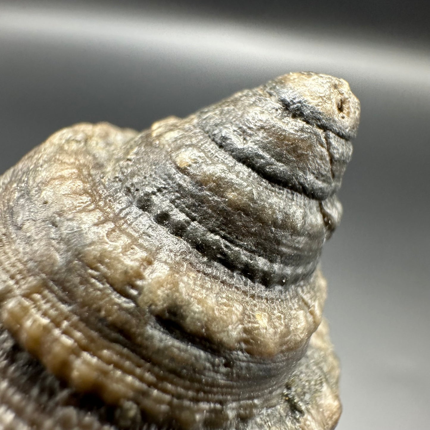 Gastropod Fossil Shell - Whitby, North Yorkshire, Jurassic Coast, Yorkshire Fossils