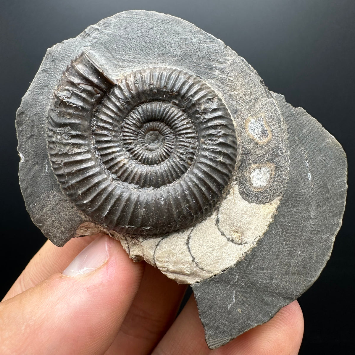 Dactylioceras Ammonite Fossil With box and Stand - Whitby, North Yorkshire Jurassic Coast Yorkshire Fossils