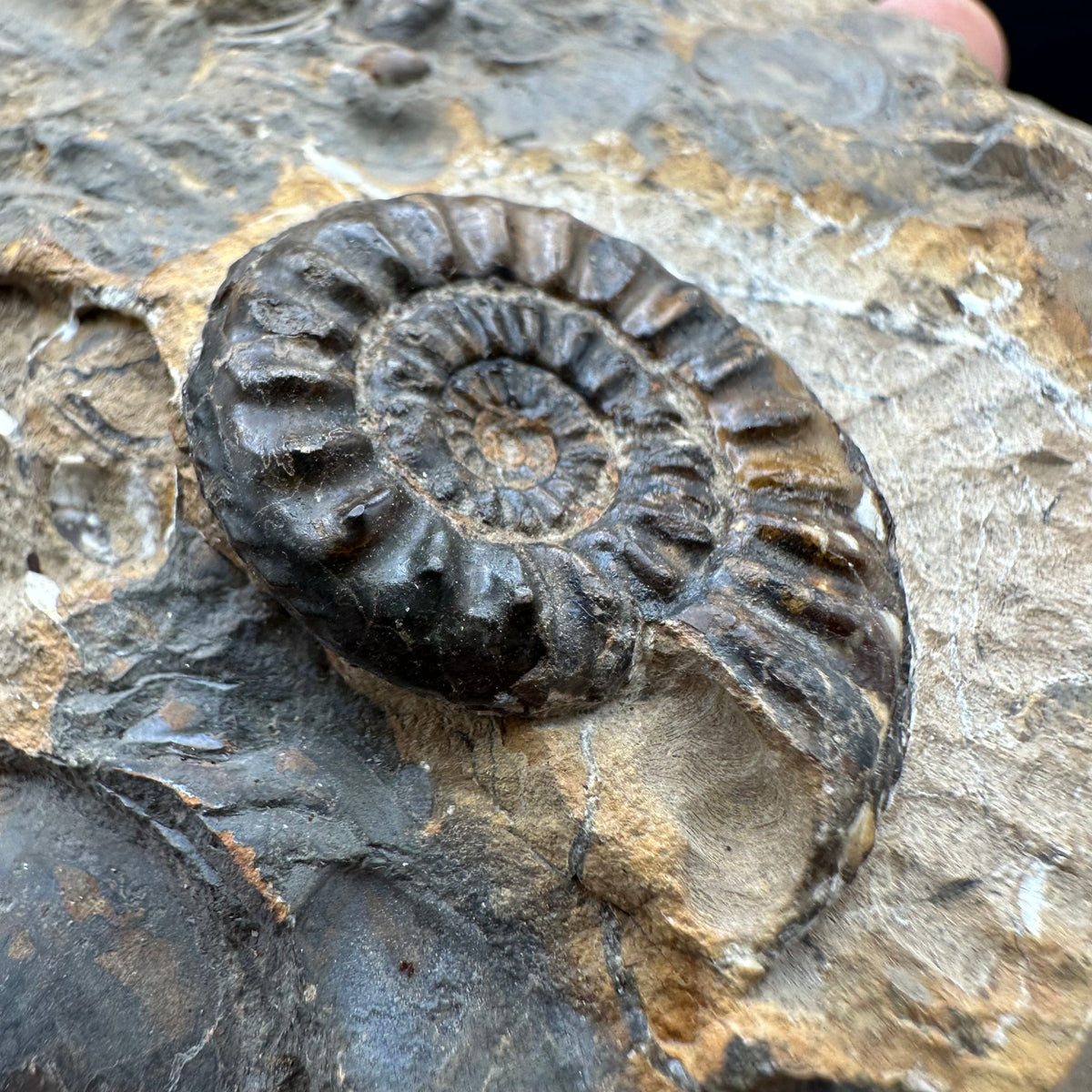 Amaltheus subnodosus Ammonite fossil with stand - Whitby, North Yorkshire Jurassic Coast Yorkshire Fossils