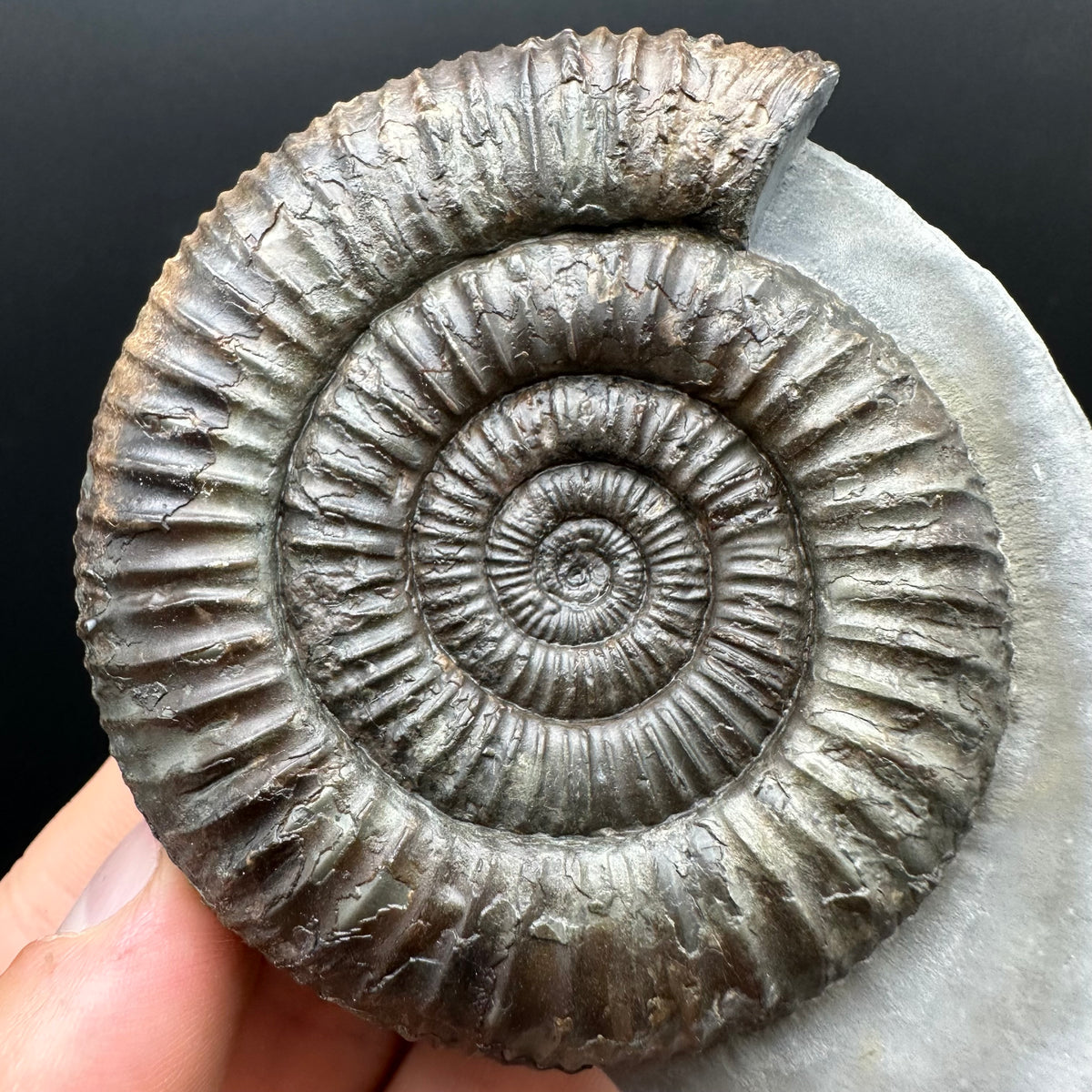 Dactylioceras Ammonite Fossil With box and Stand - Whitby, North Yorkshire Jurassic Coast Yorkshire Fossils