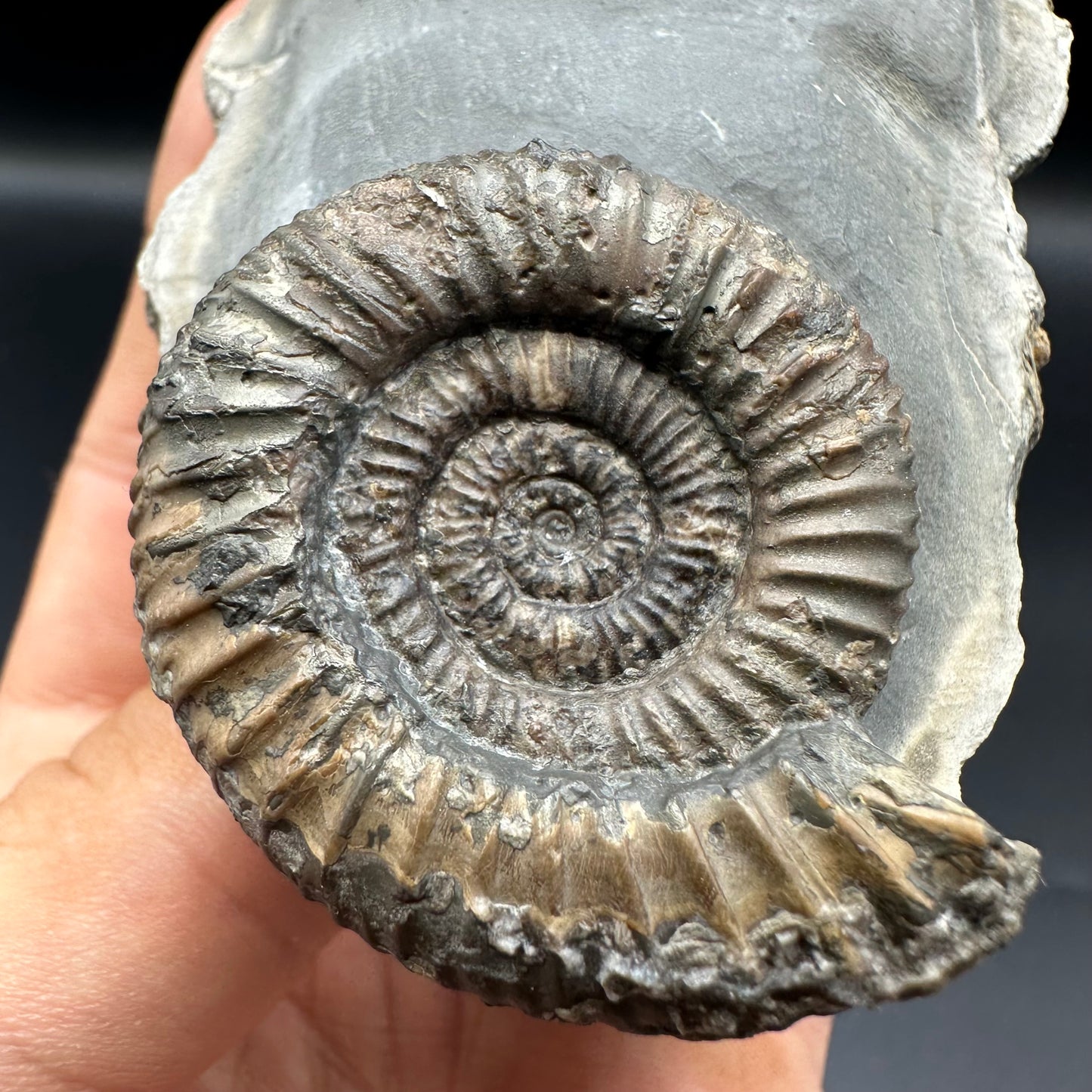 Dactylioceras Ammonite Fossil With Stand - Whitby, North Yorkshire Jurassic Coast Yorkshire Fossils