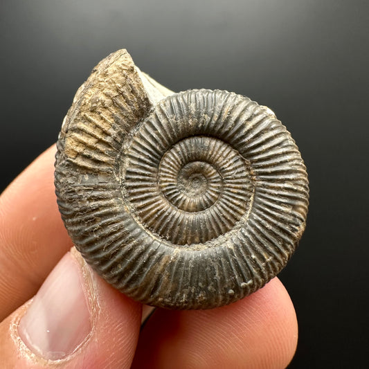 Dactylioceras Ammonite Fossil With box and Stand - Whitby, North Yorkshire Jurassic Coast Yorkshire Fossils