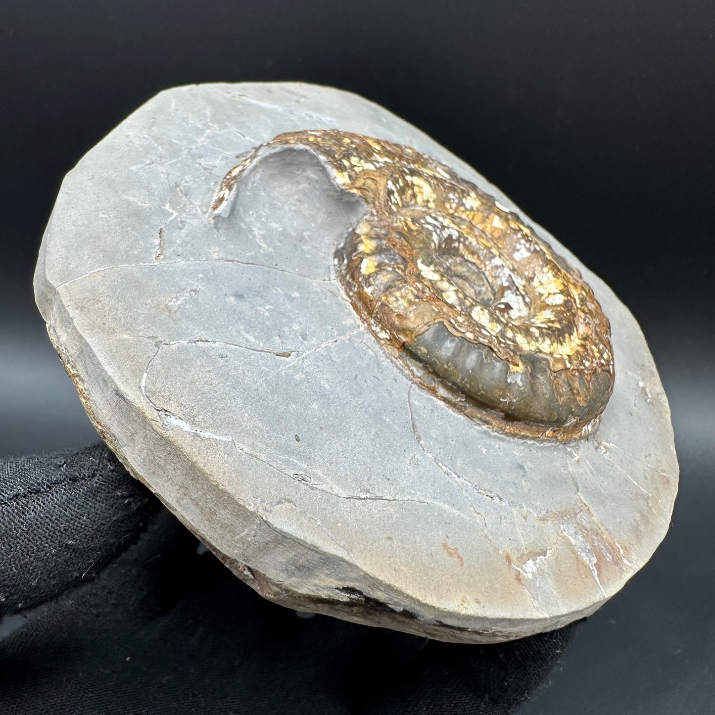 Hildoceras Bifrons Ammonite fossil with stand - Whitby, North Yorkshire Jurassic Coast, Yorkshire Fossils from the Jurassic Coast