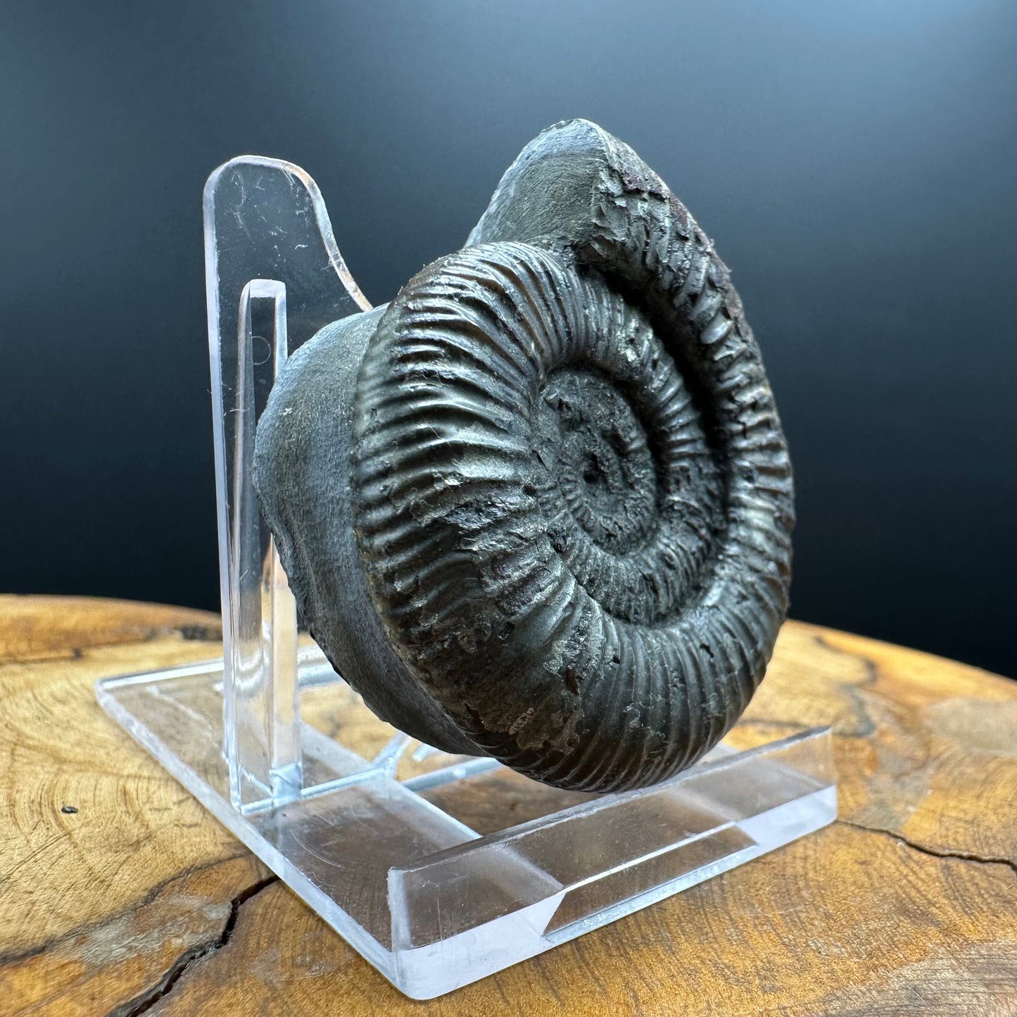 Dactylioceras Ammonite Fossil With box and Stand - Whitby, North Yorkshire Jurassic Coast Yorkshire Fossils