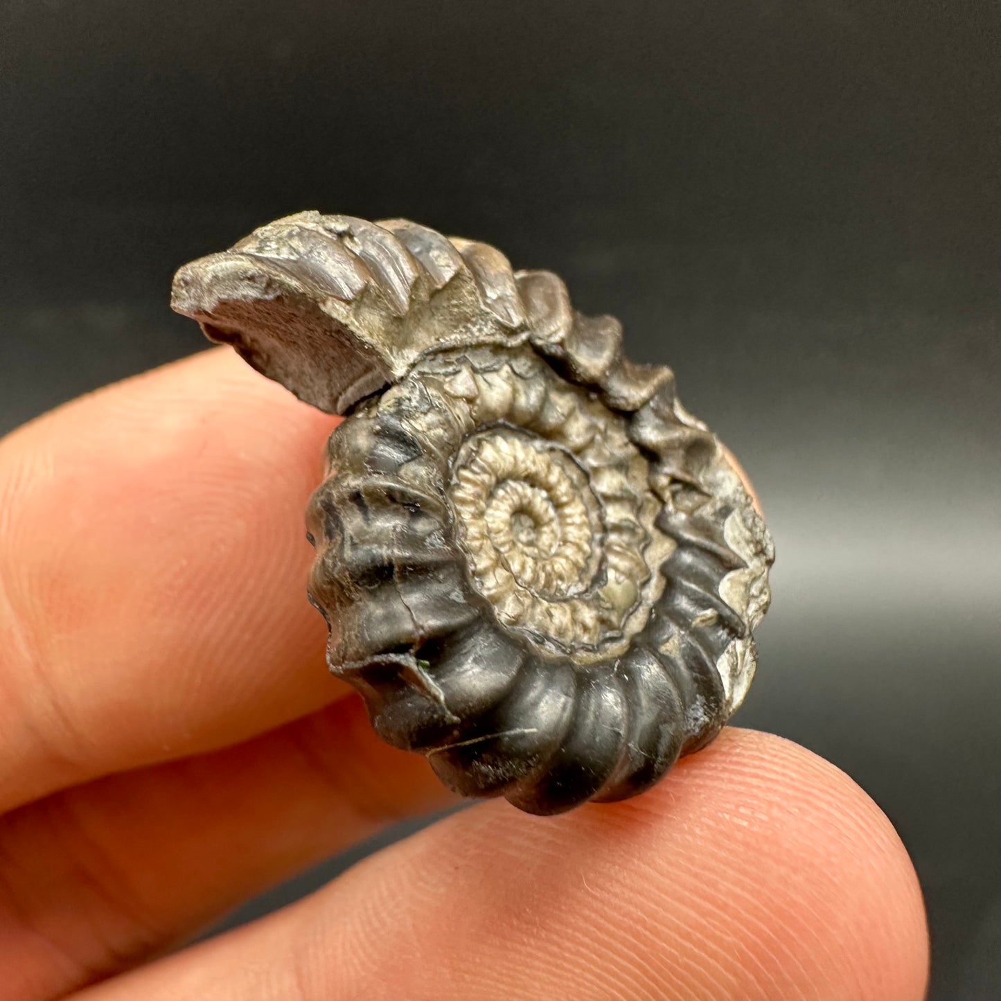 Gagaticeras Ammonite fossil with box and stand - Whitby, North Yorkshire Jurassic Coast Yorkshire Fossils