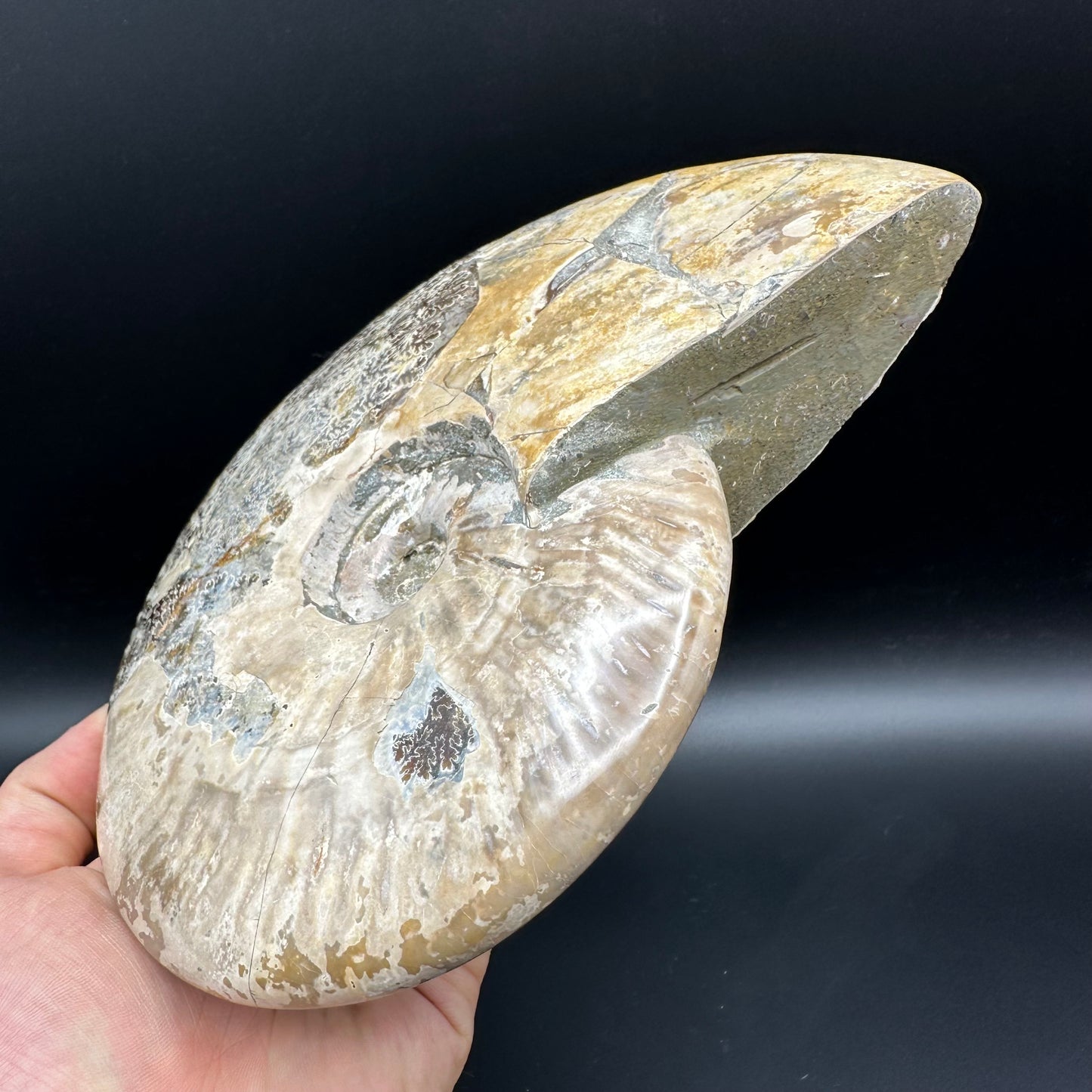 Cleoniceras Ammonite Fossil With Stand - Cretaceous Ammonite Madagascar
