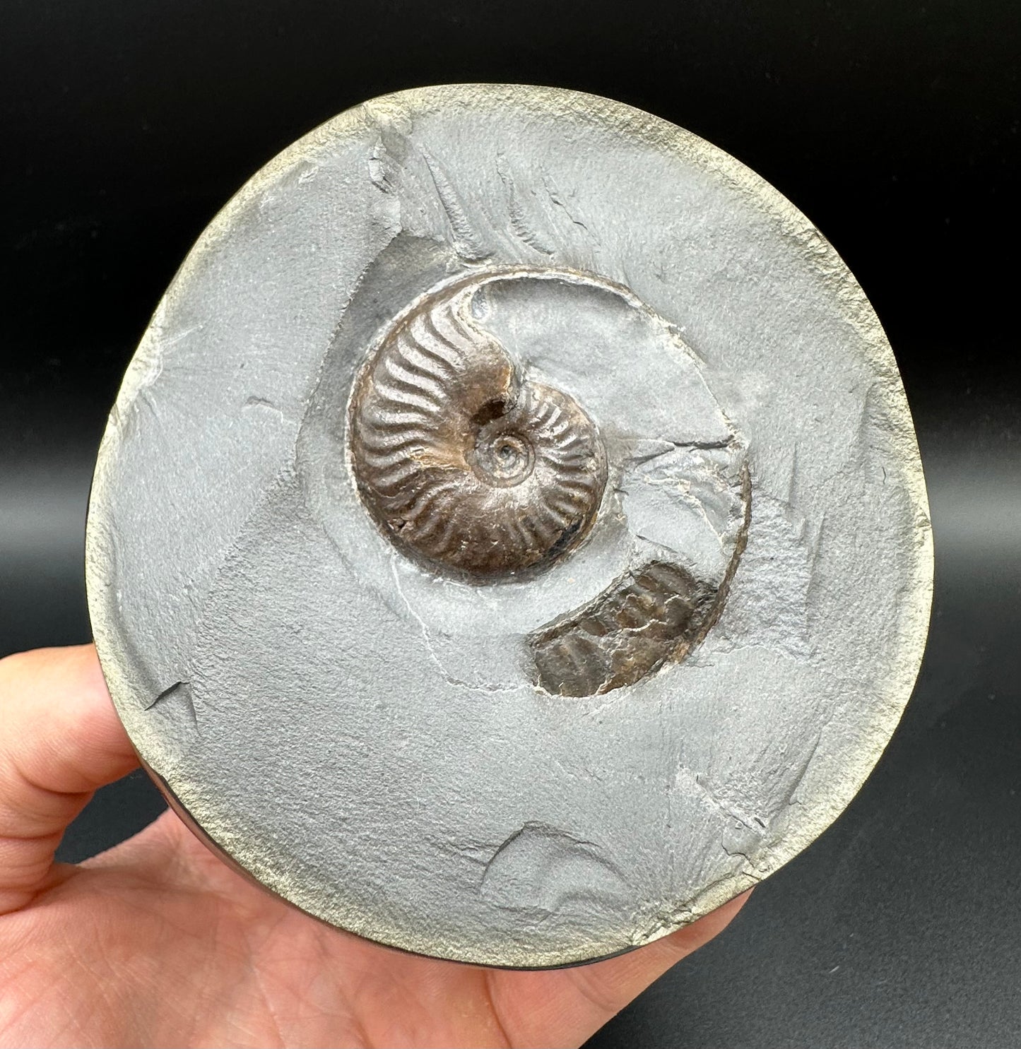 Golden Egg (GENUINE) Ammonite Fossil With Stand - Whitby, North Yorkshire Jurassic Coast Yorkshire Fossils