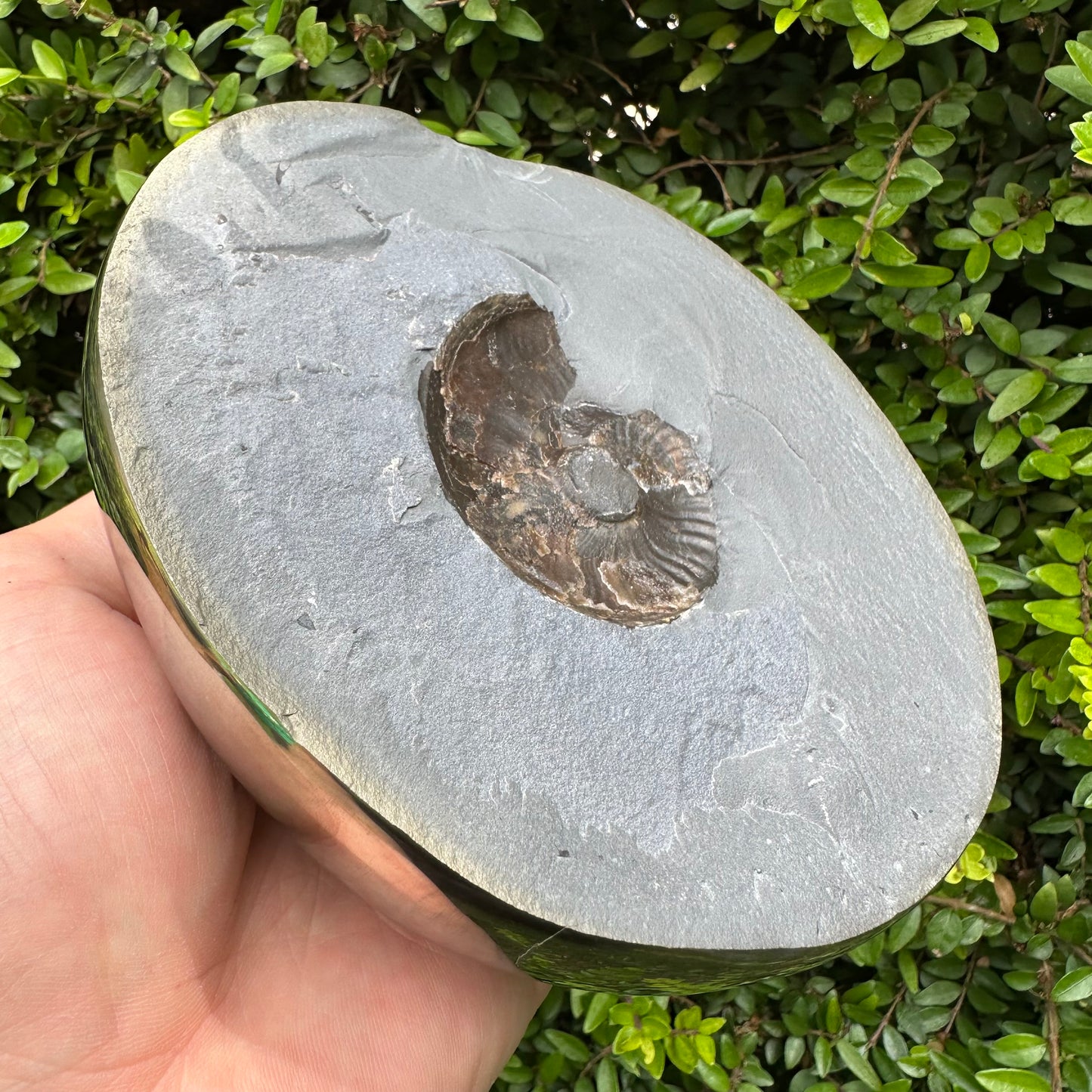 Golden Egg (GENUINE) Ammonite Fossil With Stand - Whitby, North Yorkshire Jurassic Coast Yorkshire Fossils