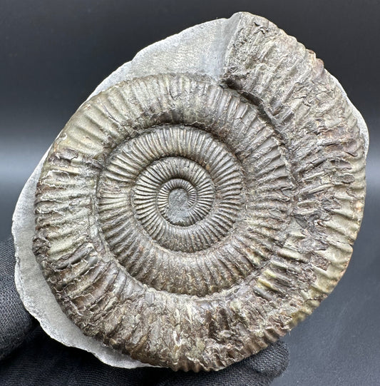 Dactylioceras Ammonite Fossil With Box And Stand - Whitby, North Yorkshire Jurassic Coast Yorkshire Fossils