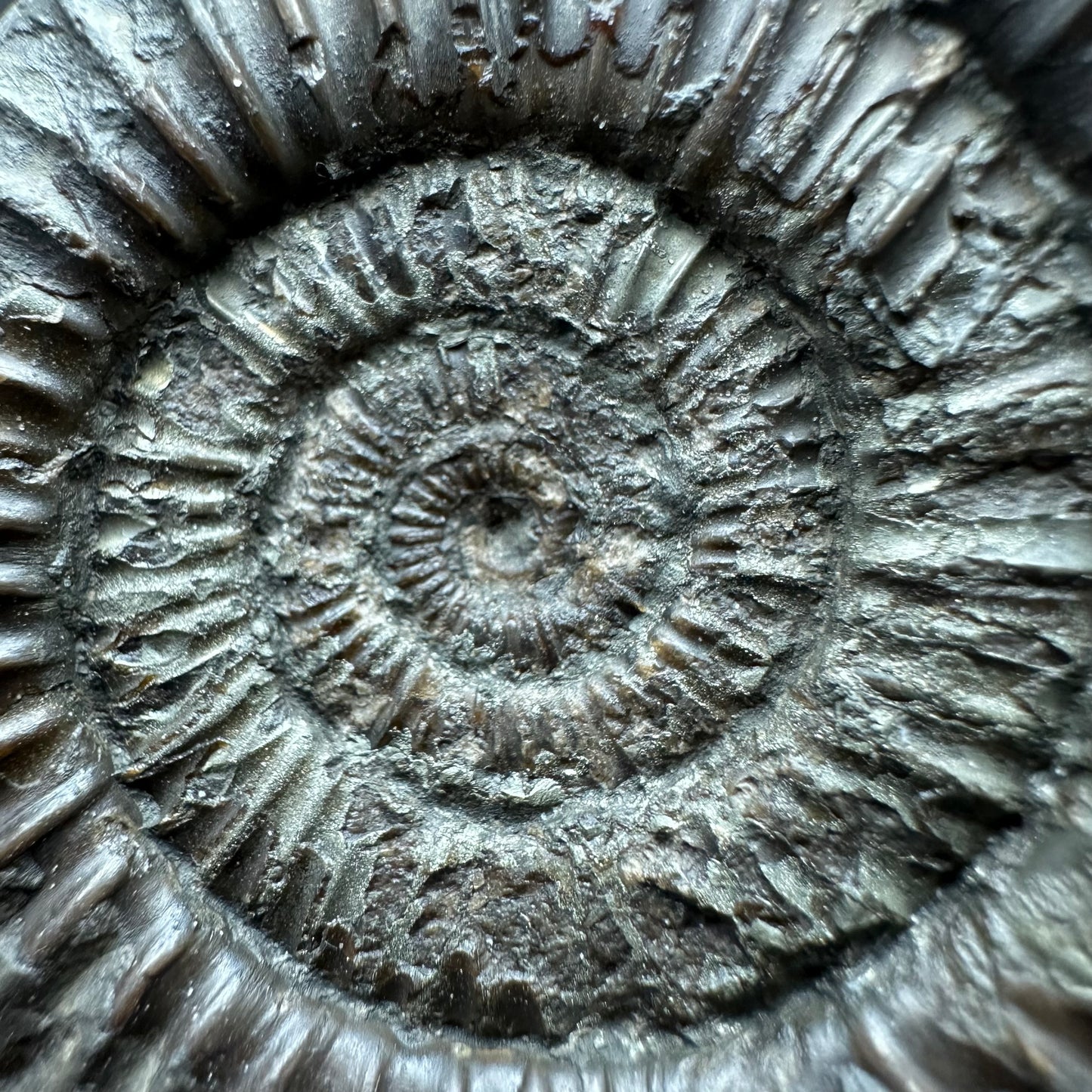 Dactylioceras Ammonite Fossil With box and Stand - Whitby, North Yorkshire Jurassic Coast Yorkshire Fossils