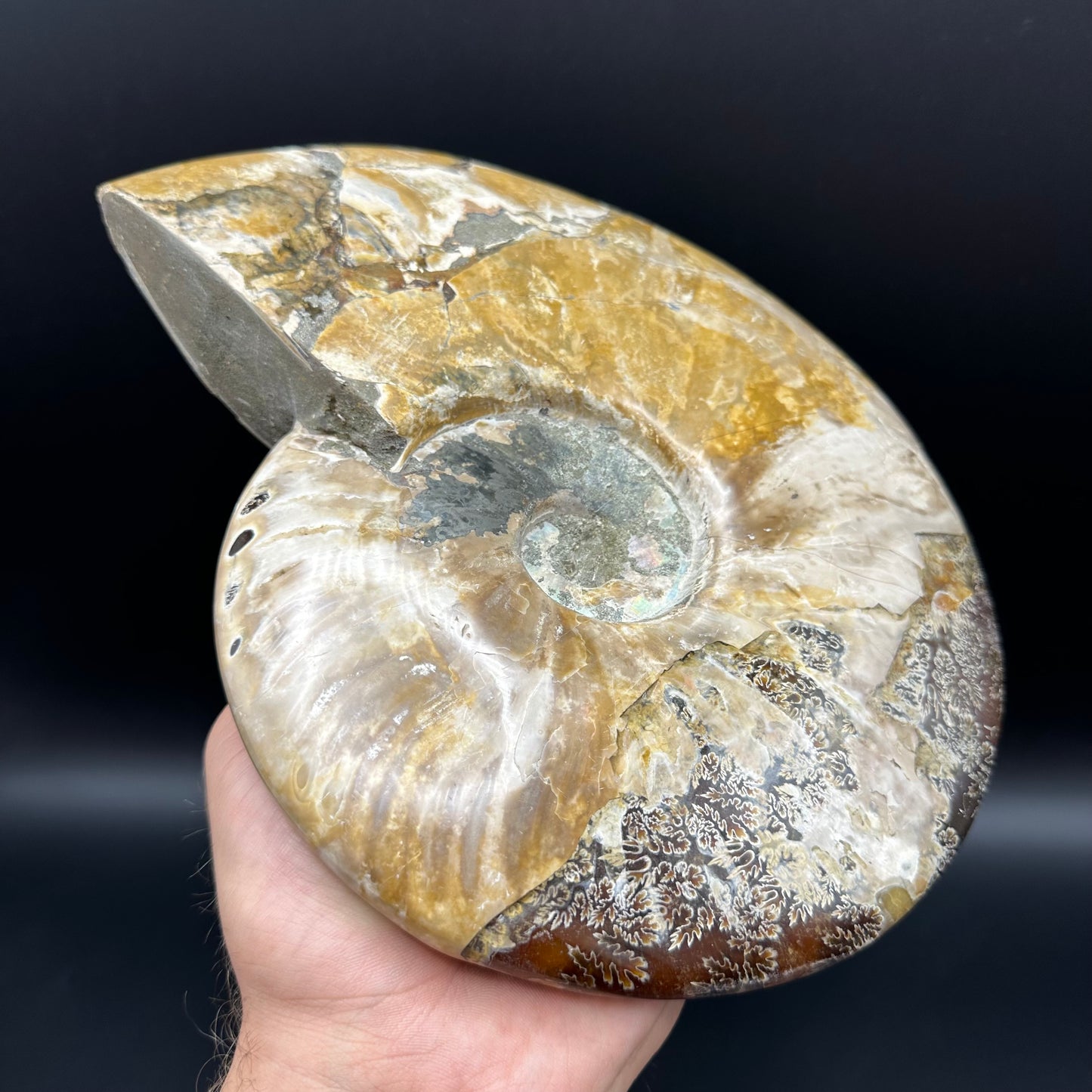 Cleoniceras Ammonite Fossil With Stand - Cretaceous Ammonite Madagascar