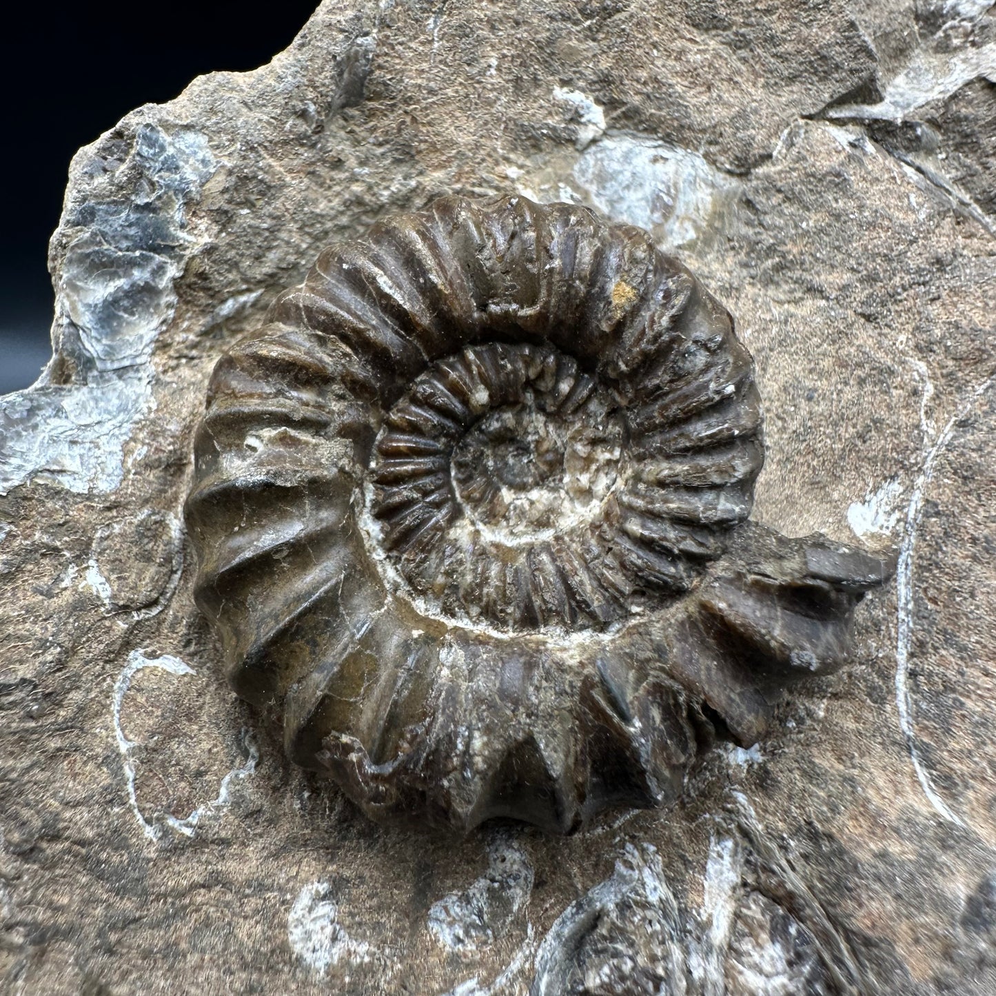 Androgynoceras capricornus Ammonite fossil with box and stand - Whitby, North Yorkshire Jurassic Coast Yorkshire Fossils