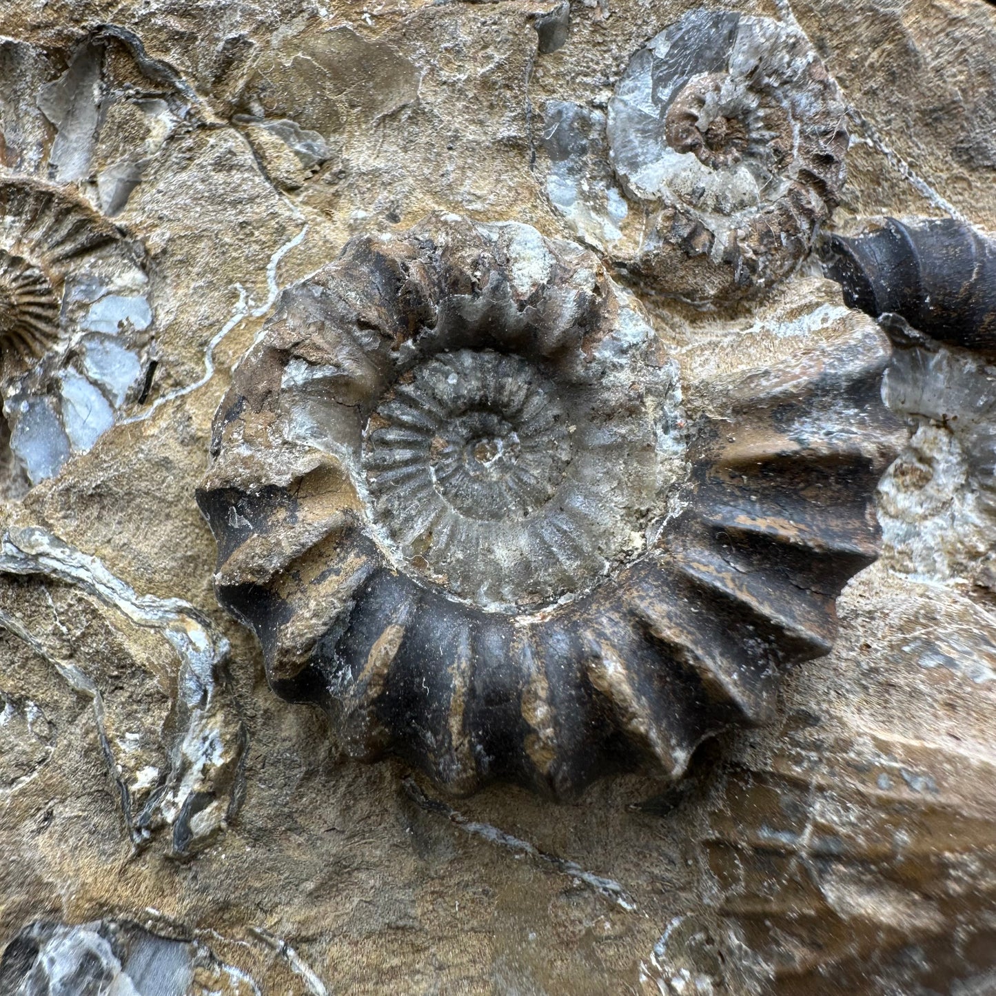 Androgynoceras Capricornus ammonite / Gastropod fossil with box and stand - Whitby, North Yorkshire Jurassic Coast Yorkshire Fossils