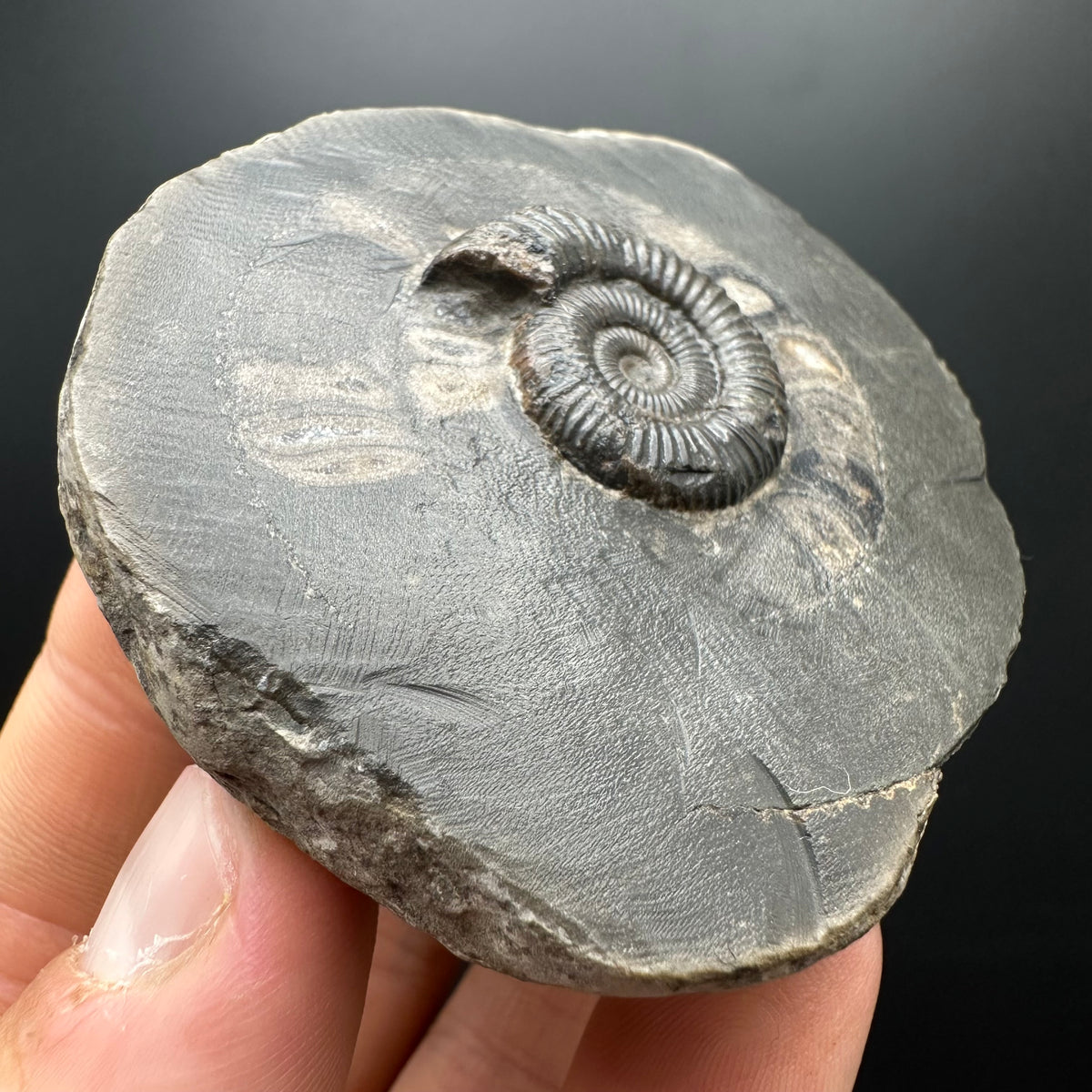 Dactylioceras Ammonite Fossil With box and Stand - Whitby, North Yorkshire Jurassic Coast Yorkshire Fossils