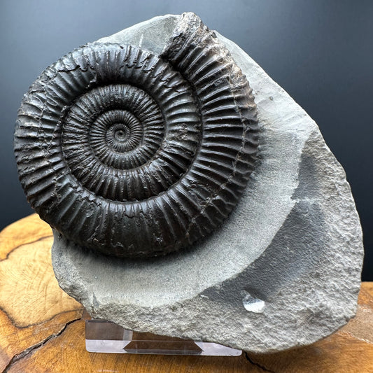 Dactylioceras Ammonite Fossil With box and Stand - Whitby, North Yorkshire Jurassic Coast Yorkshire Fossils
