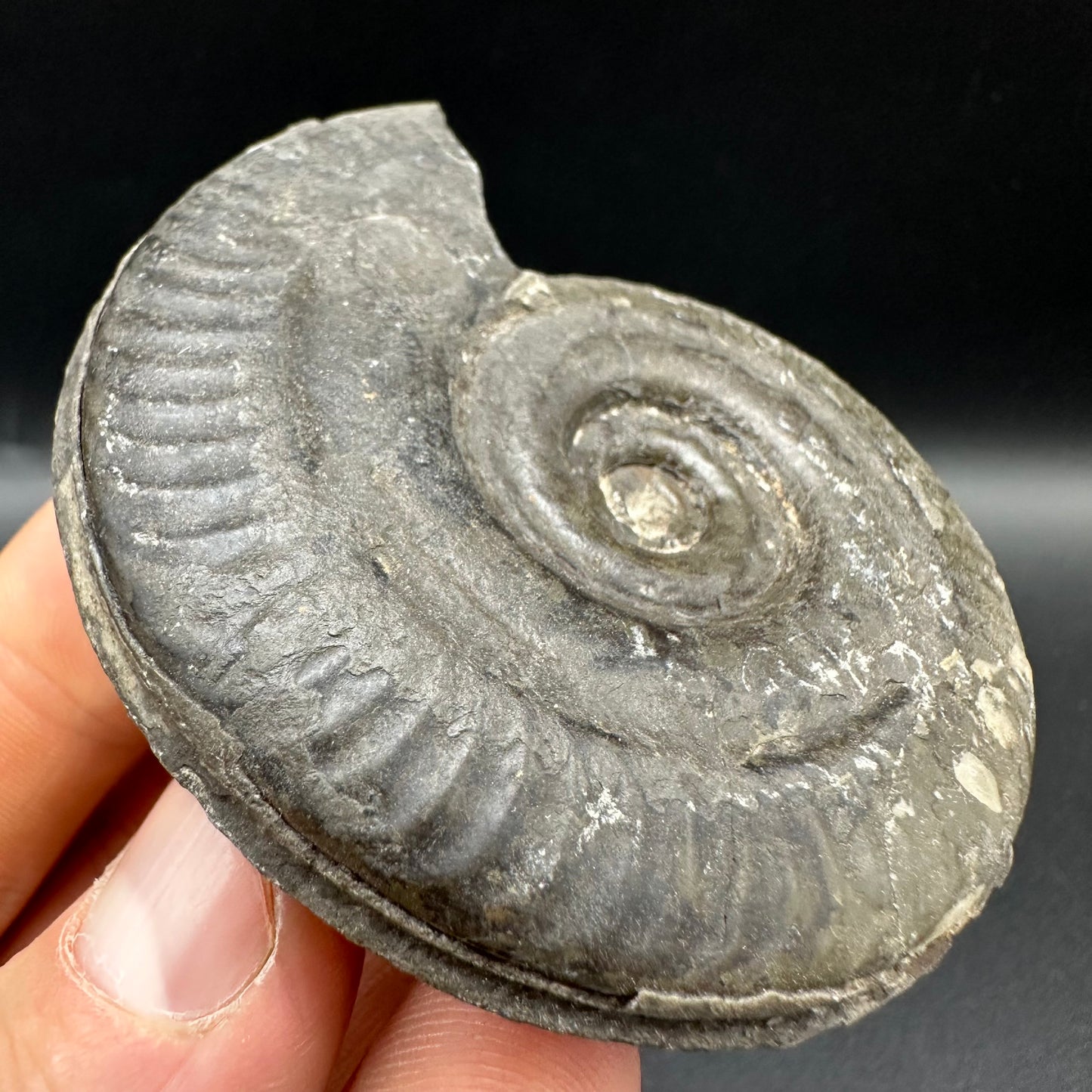 Hildoceras semipolitum Ammonite fossil with box and stand - Whitby, North Yorkshire Jurassic Coast, Yorkshire Fossils from the Jurassic Coast