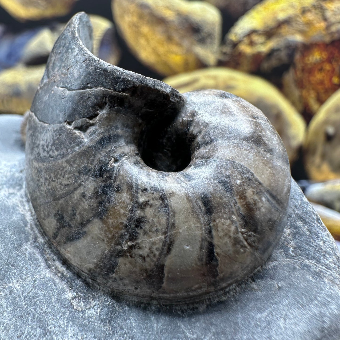 Nautilus fossil - Whitby, North Yorkshire Jurassic Coast, Yorkshire fossils