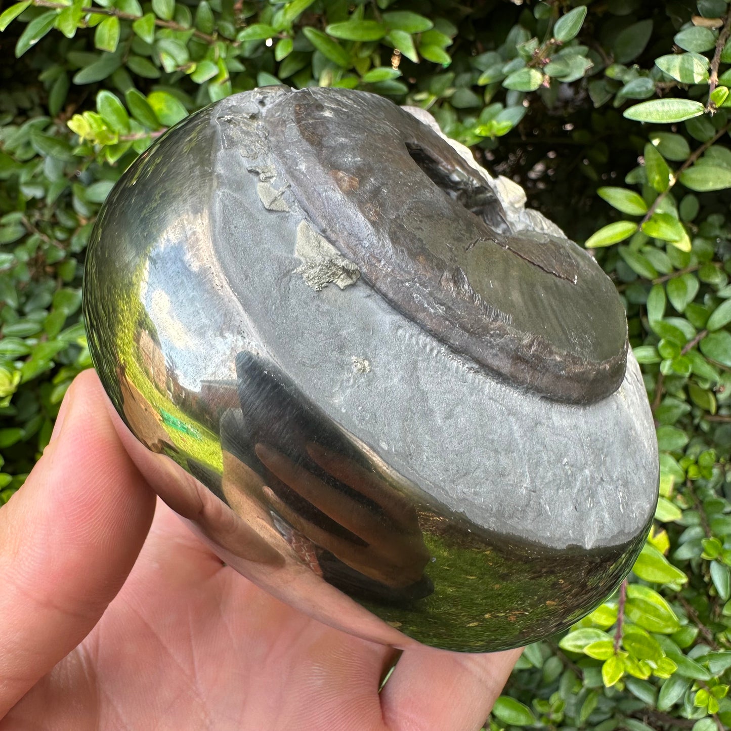 Golden Egg (GENUINE) Ammonite Fossil With Stand - Whitby, North Yorkshire Jurassic Coast Yorkshire Fossils