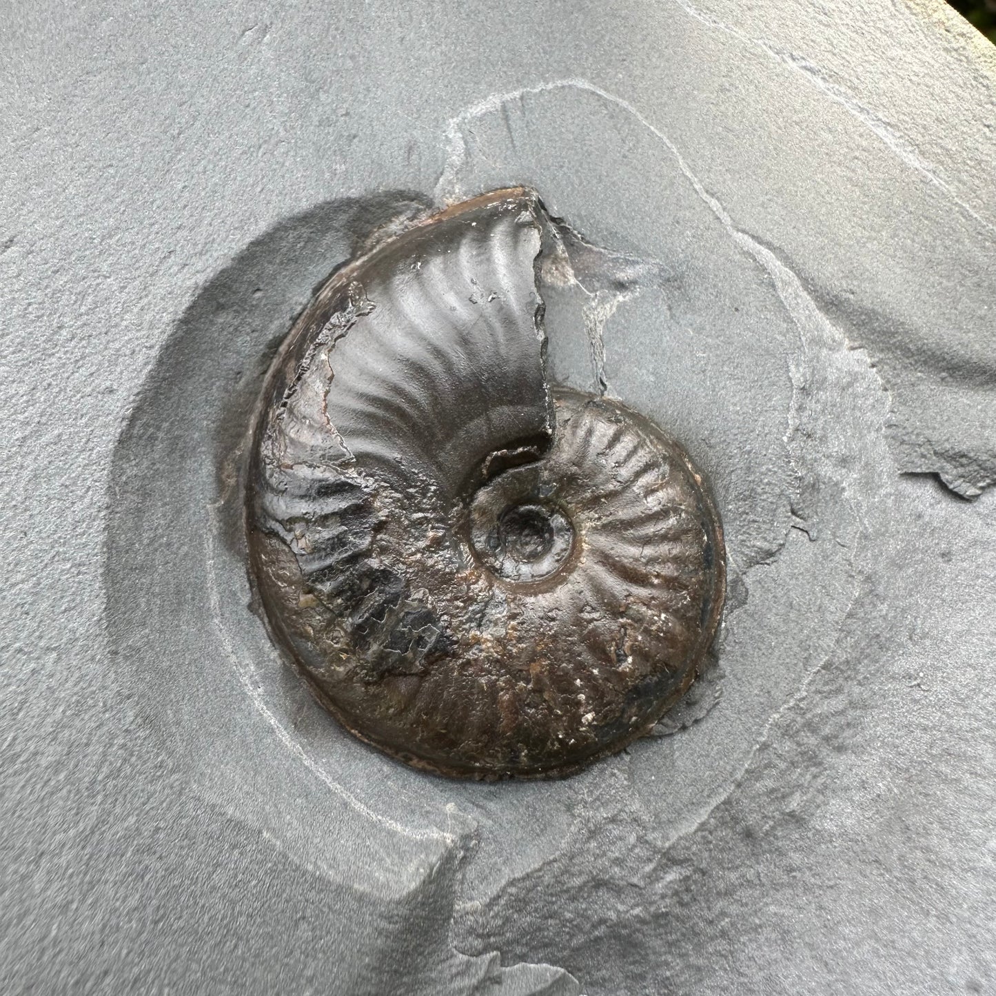 Golden Egg (GENUINE) Ammonite Fossil With Stand - Whitby, North Yorkshire Jurassic Coast Yorkshire Fossils