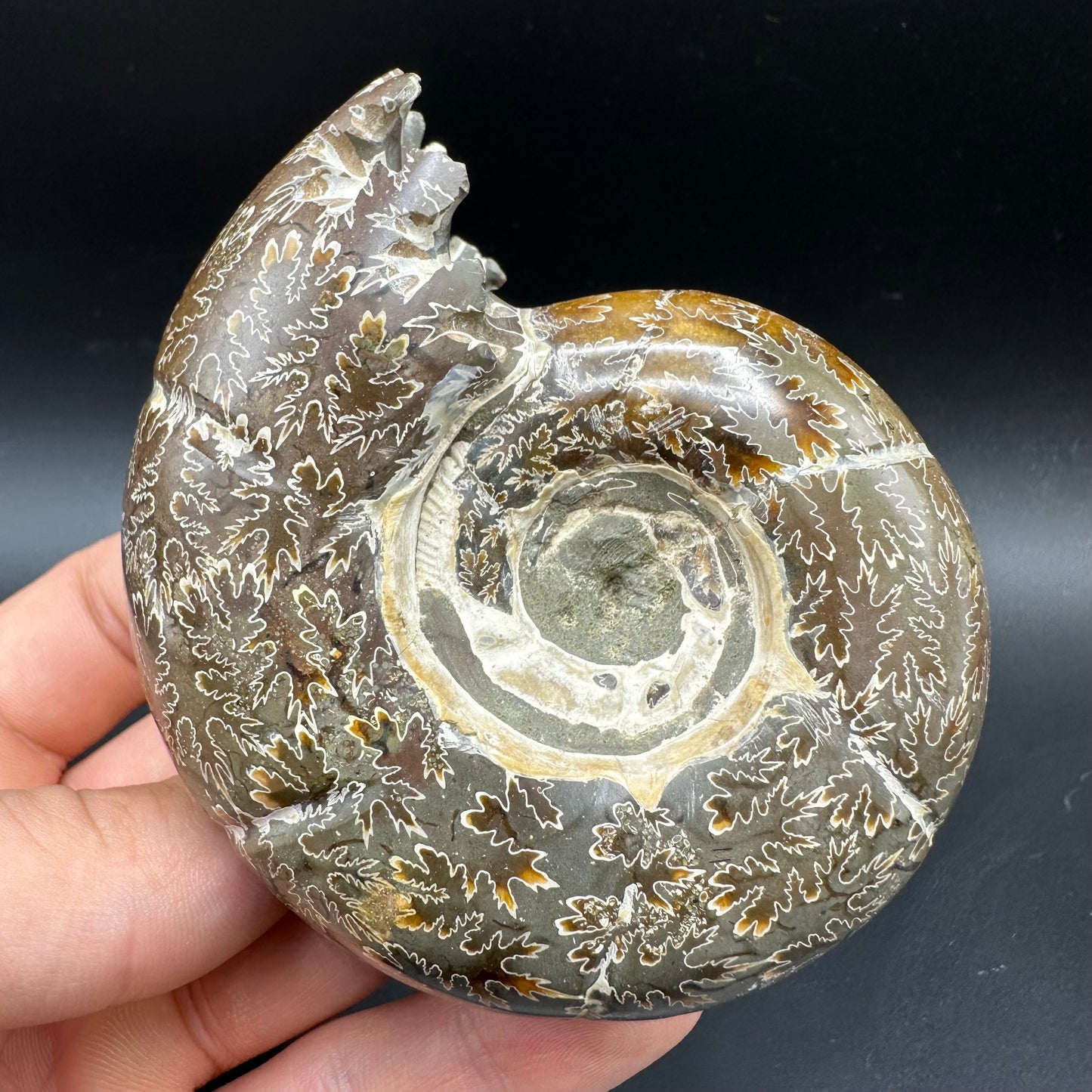 Puzosia Ammonite Fossil With Box And Stand - Cretaceous Ammonite Madagascar