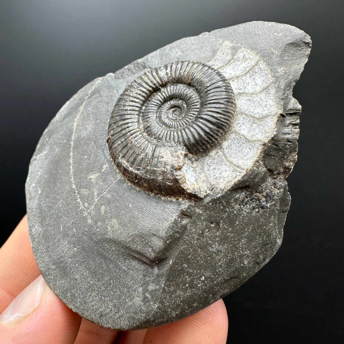 Dactylioceras Ammonite Fossil With box and Stand - Whitby, North Yorkshire Jurassic Coast Yorkshire Fossils
