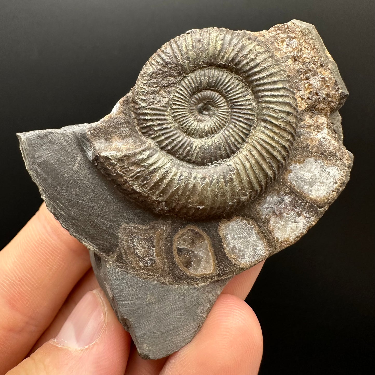 Dactylioceras Ammonite Fossil Gift Set - Whitby, North Yorkshire Jurassic Coast Yorkshire Fossils