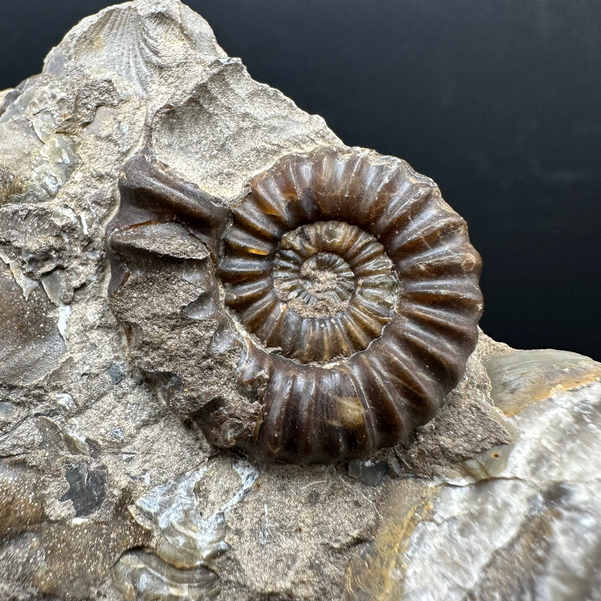 Androgynoceras capricornus Ammonite Fossil With Stand - Whitby, North Yorkshire Jurassic Coast Yorkshire Fossils