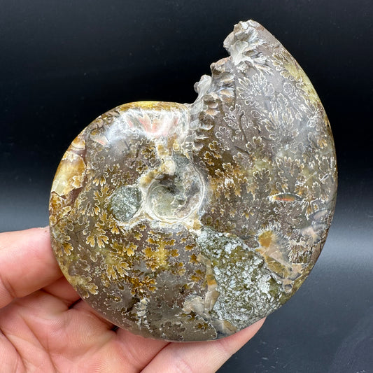 Cleoniceras Ammonite Fossil With Box And Stand - Cretaceous Ammonite Madagascar