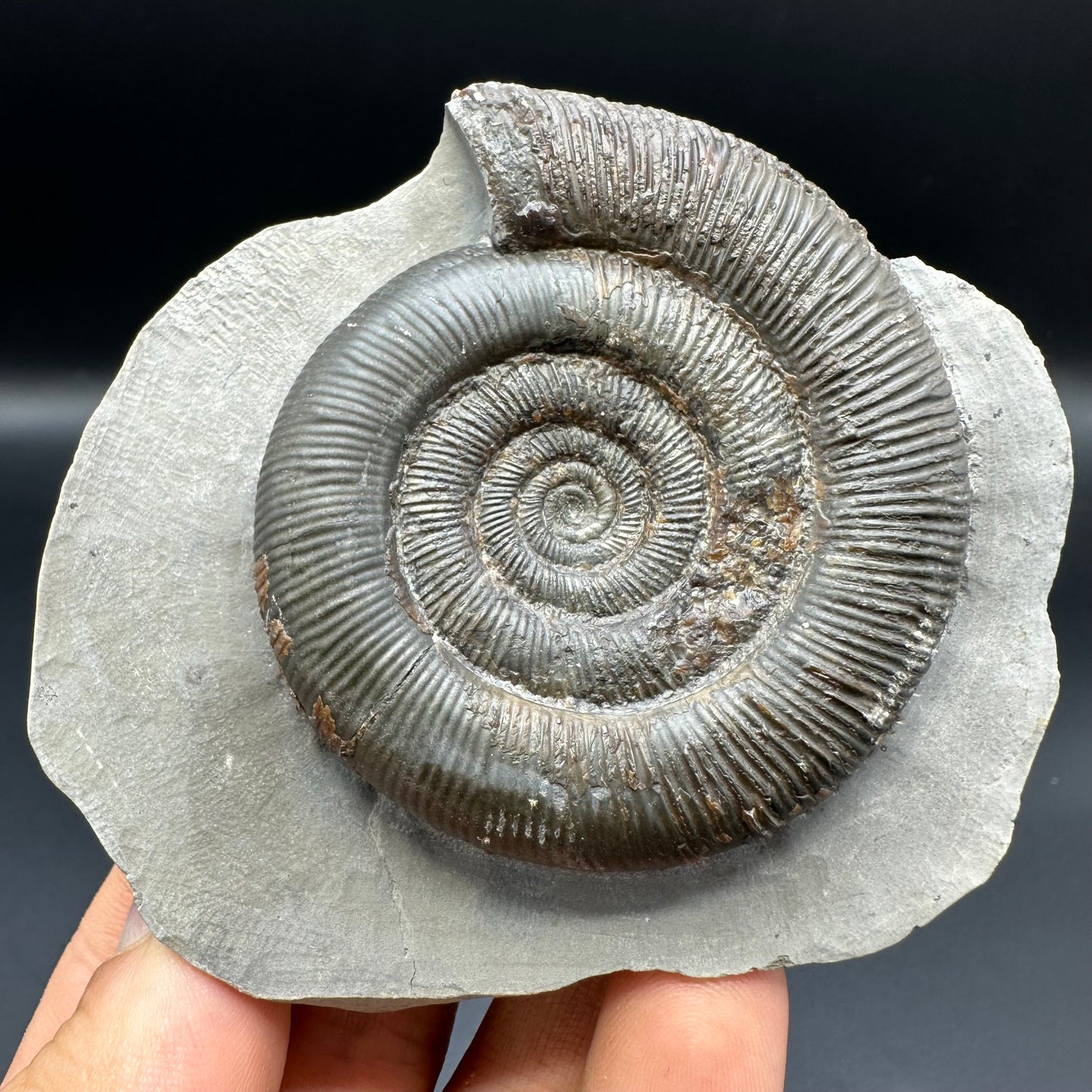 Dactylioceras tenuicostatum ammonite fossil with box and stand - Whitby, North Yorkshire Jurassic Coast