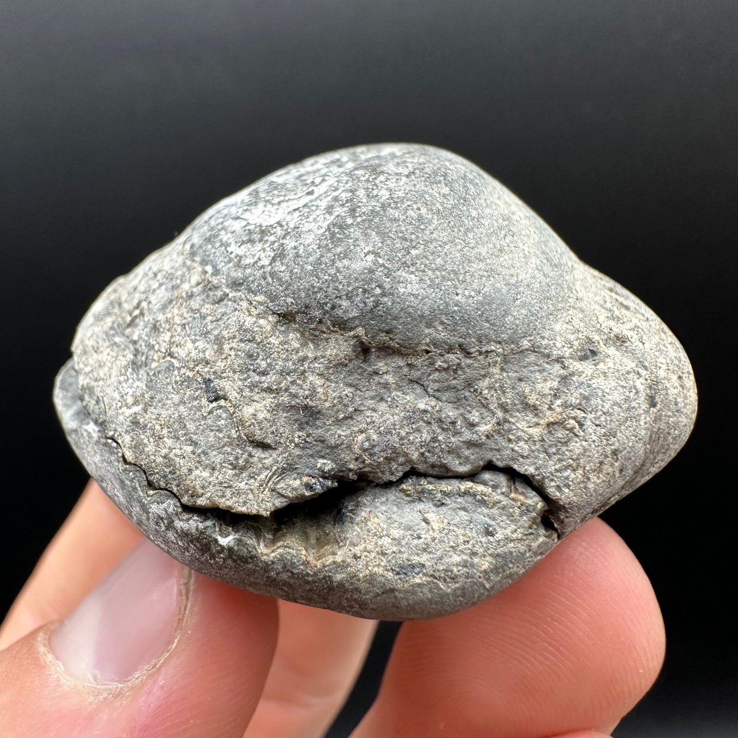 Dactylioceras Ammonite nodule (split pair) Fossil With Box And Stand - Whitby, North Yorkshire Jurassic Coast Yorkshire Fossils