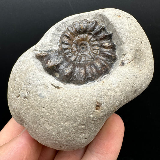 Androgynoceras maculatum ammonite fossil with box and stand - Whitby, North Yorkshire Jurassic Coast Yorkshire Fossils