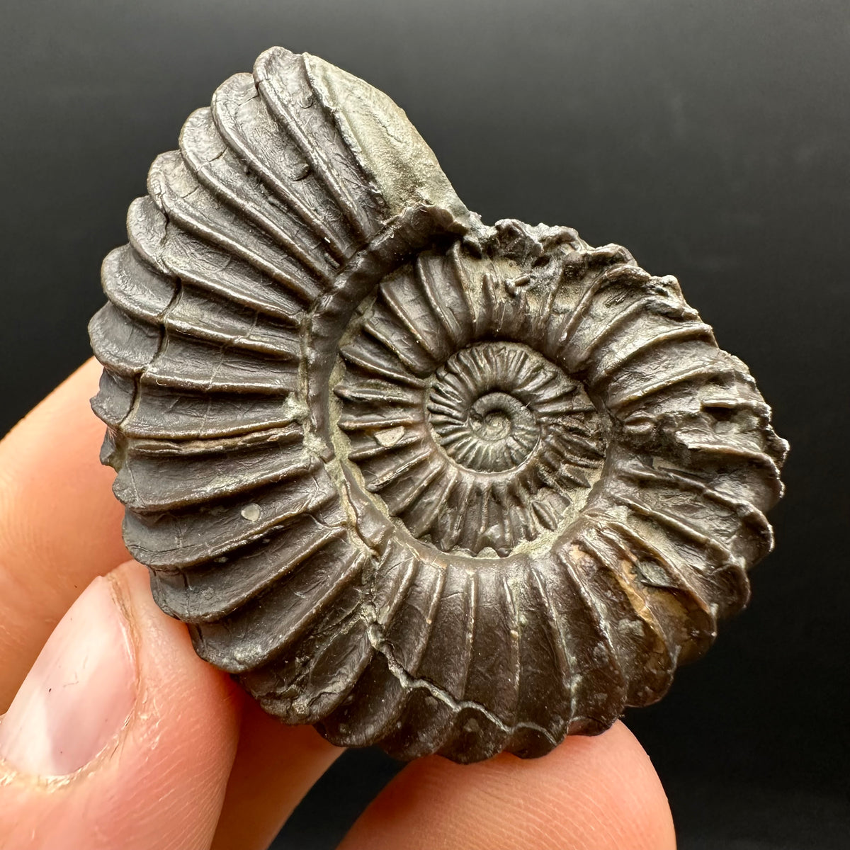 Schlothemia sp. ammonite fossil with box and stand - Whitby, North Yorkshire Jurassic Coast, Yorkshire fossils