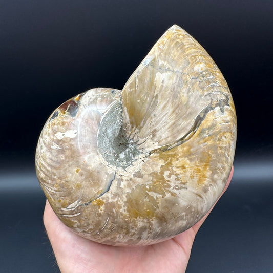 Cenoceras Nautilus Fossil With Stand - Middle Cretaceous Madagascar