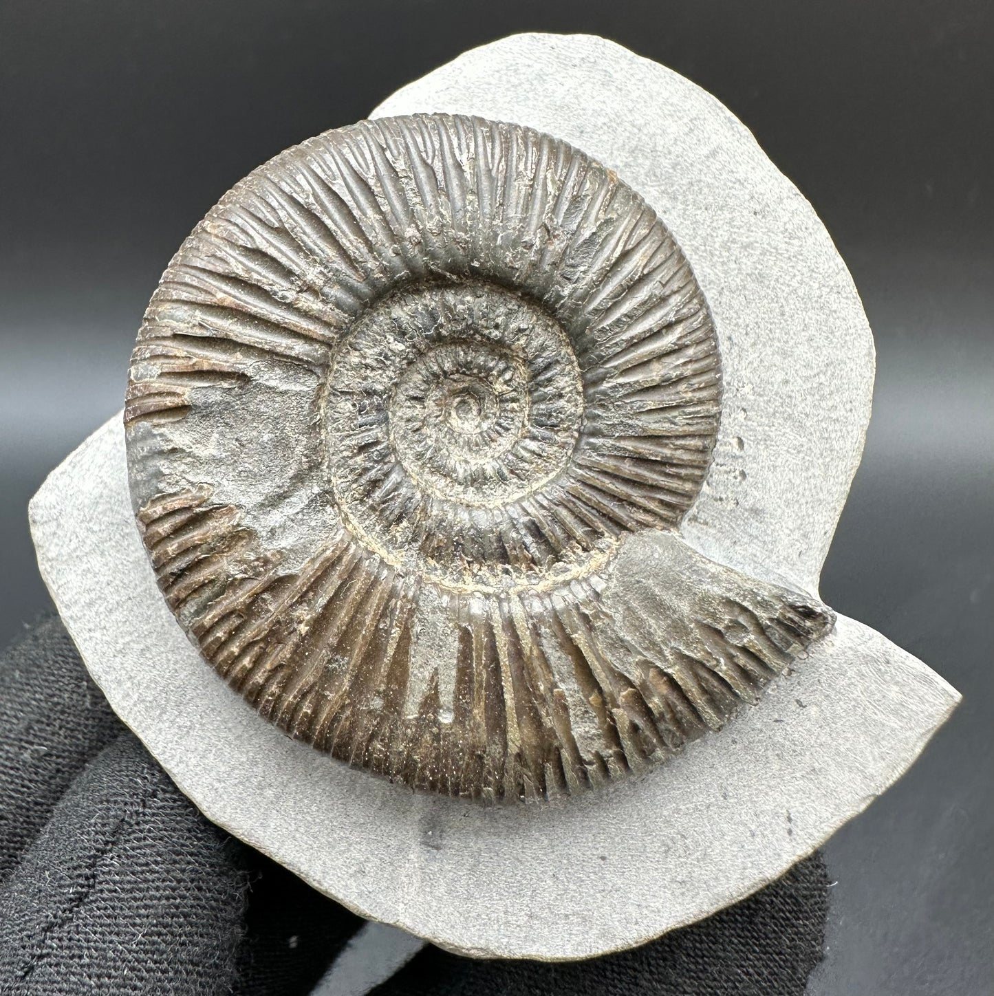Dactylioceras semicelatum Ammonite fossil with box and stand - Whitby, North Yorkshire Jurassic Coast Yorkshire Fossils