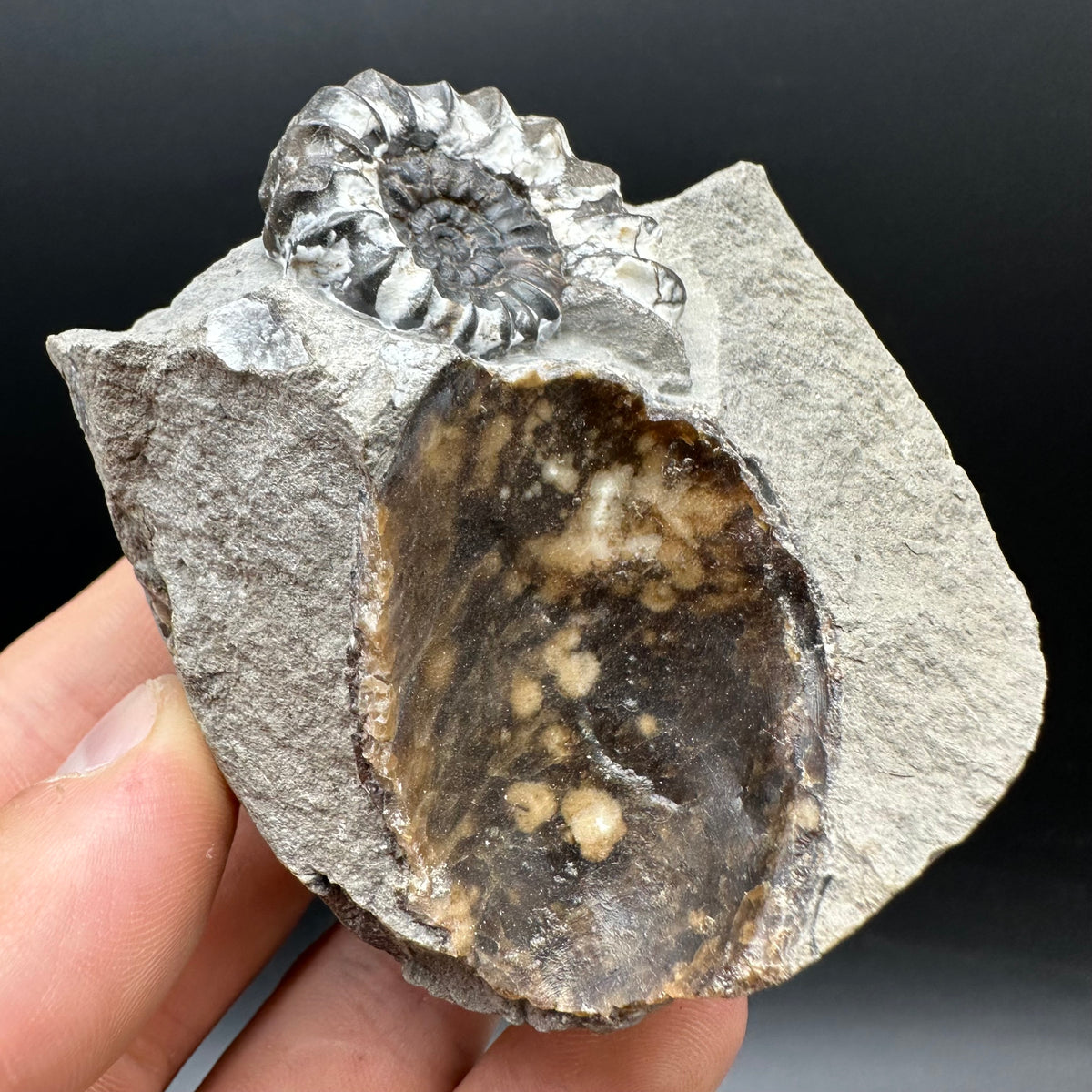 Androgynoceras maculatum ammonite fossil with box and stand - Whitby, North Yorkshire Jurassic Coast Yorkshire Fossils